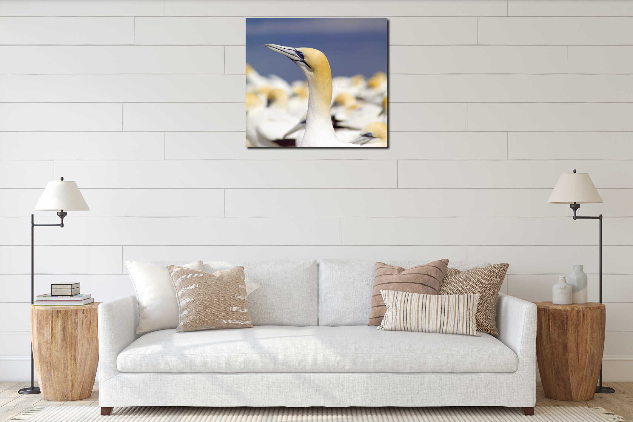 Australian Gannet interior mockup