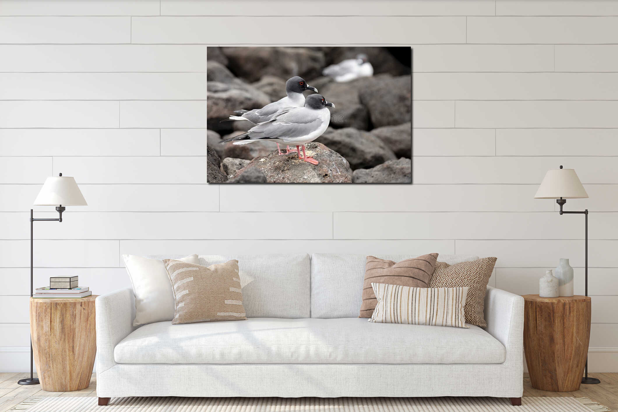 Swallow-tailed Gull in Galapagos Islands interior mockup