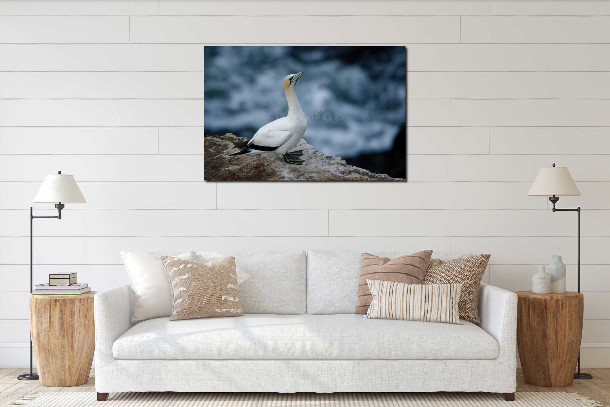 Sula serrator - Australian Gannet - takapu flying above the nesting colony in New Zealand interior mockup