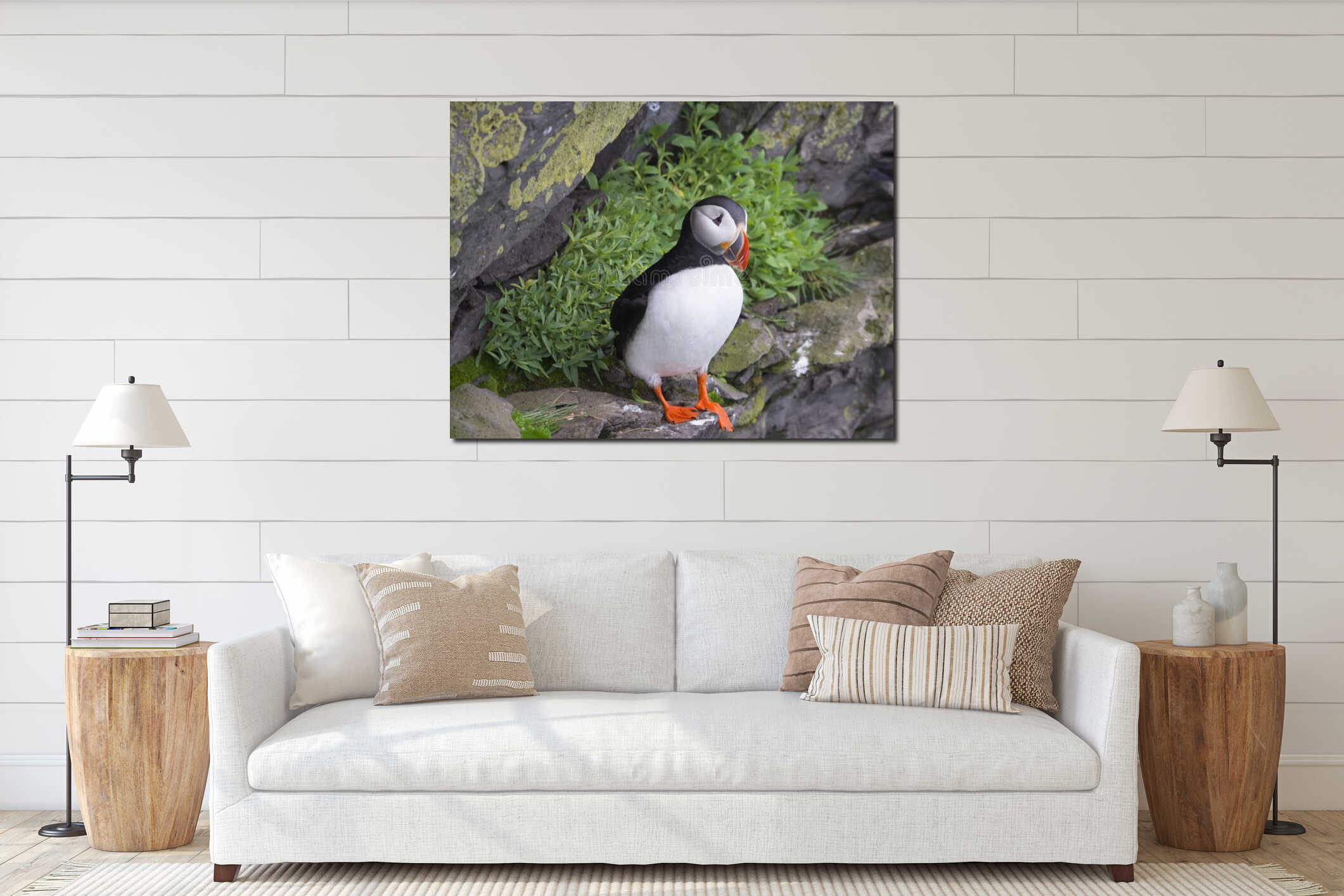 Single close up Atlantic puffin Fratercula arctica standing on rock of Latrabjarg bird cliffs interior mockup