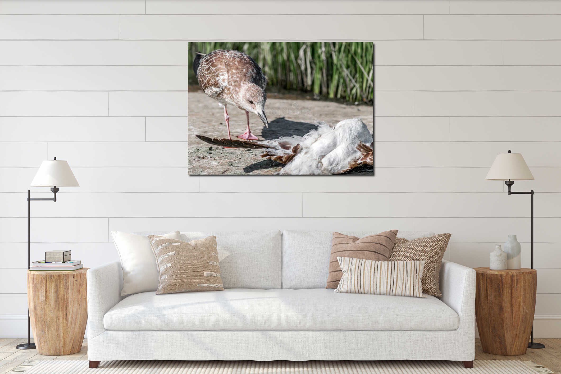 Close-up portrait of big gray brown seagull eating another dead bird on shore on a summer sunny day. Useful shoreline interior mockup