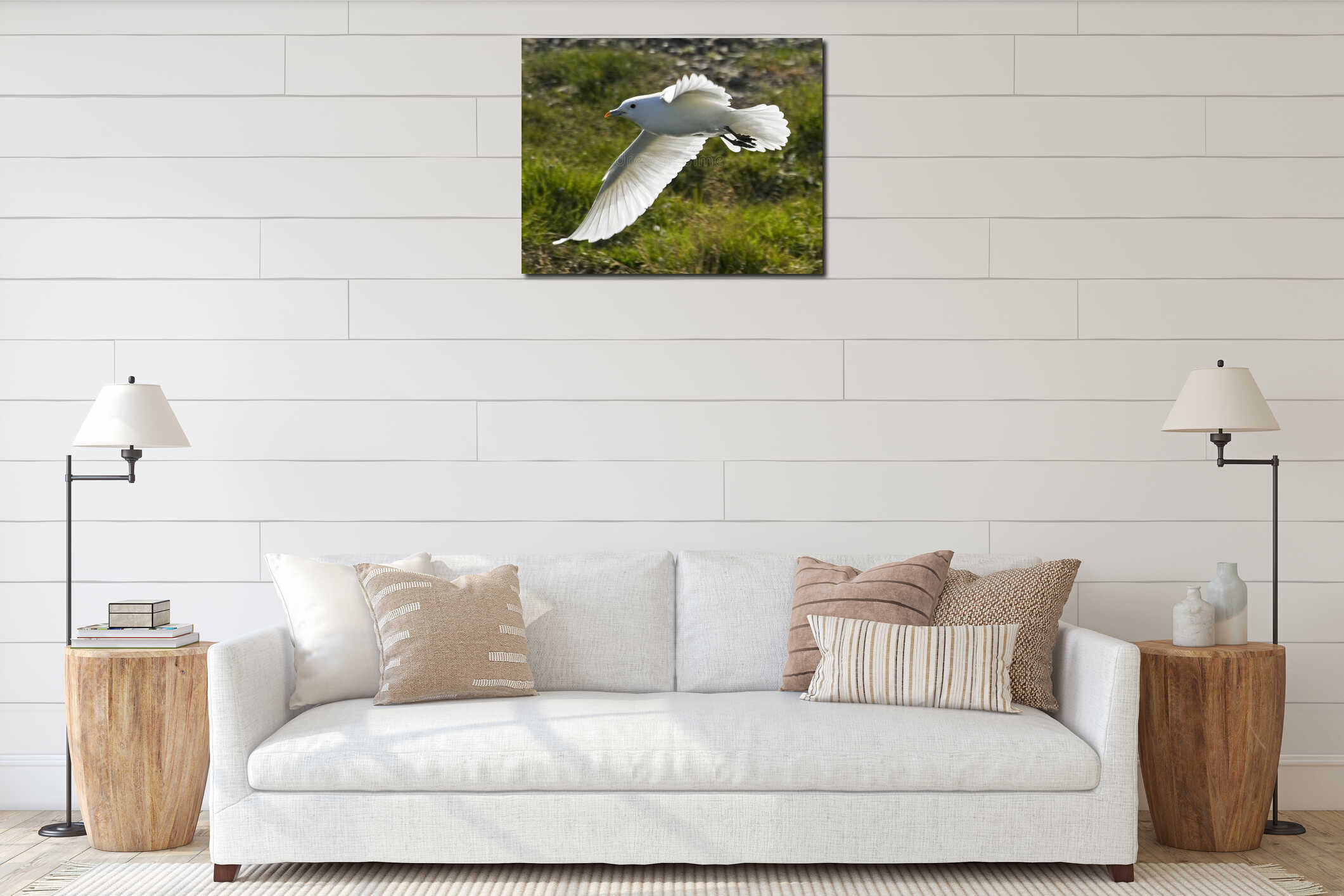 Ivory Gull, Ivoormeeuw, Pagophila eburnea interior mockup