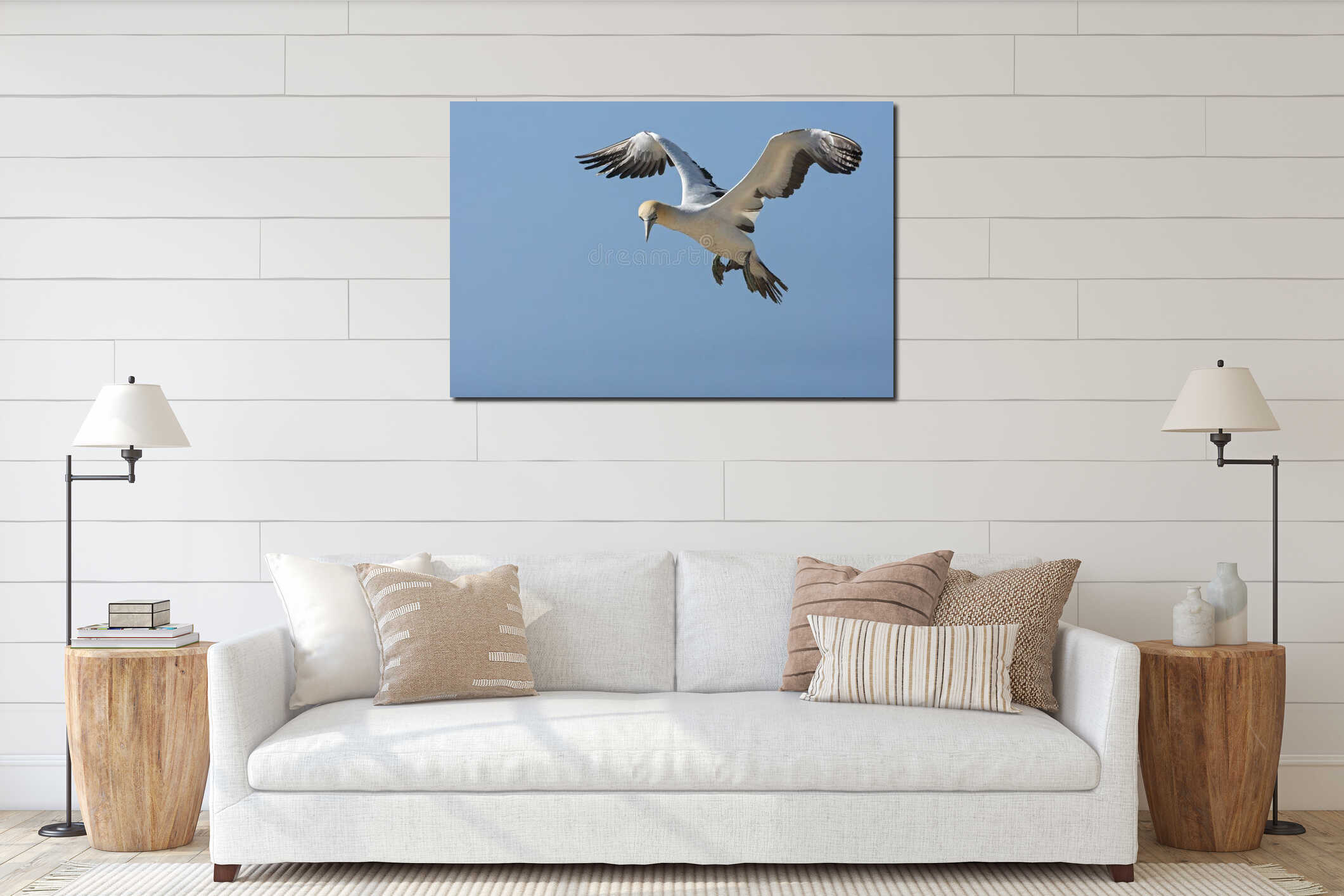 Kaapse Jan-van-gent, Cape Gannet, Morus capensis interior mockup