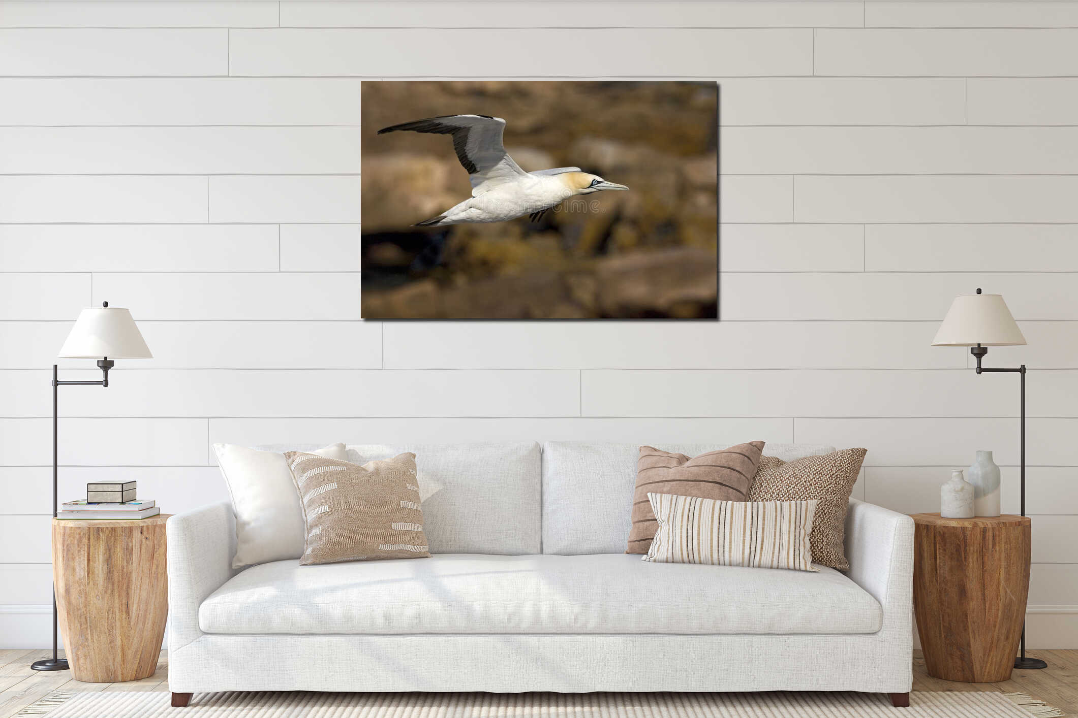 Kaapse Jan-van-gent, Cape Gannet, Morus capensis interior mockup