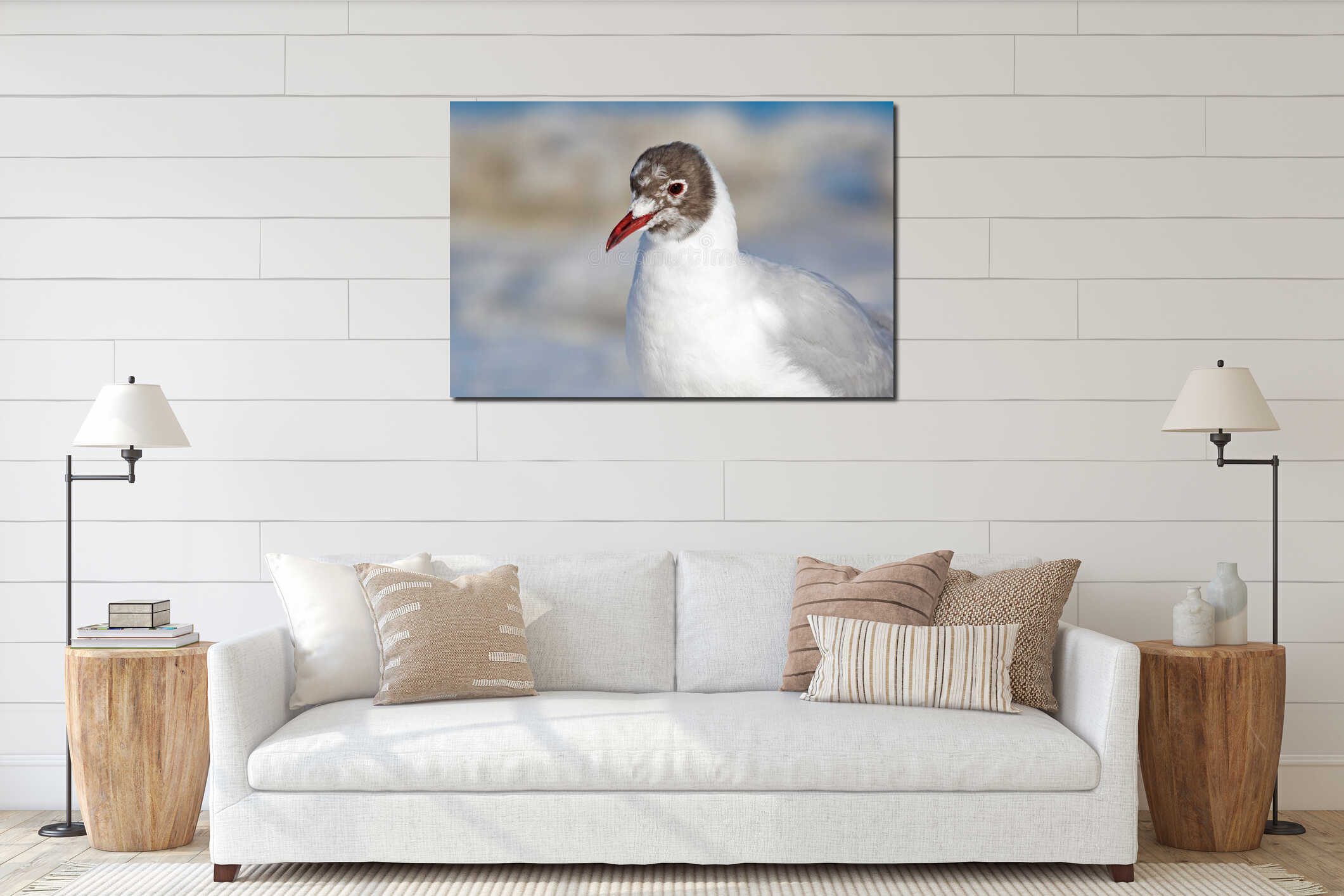 Black-headed gull spring portrait interior mockup