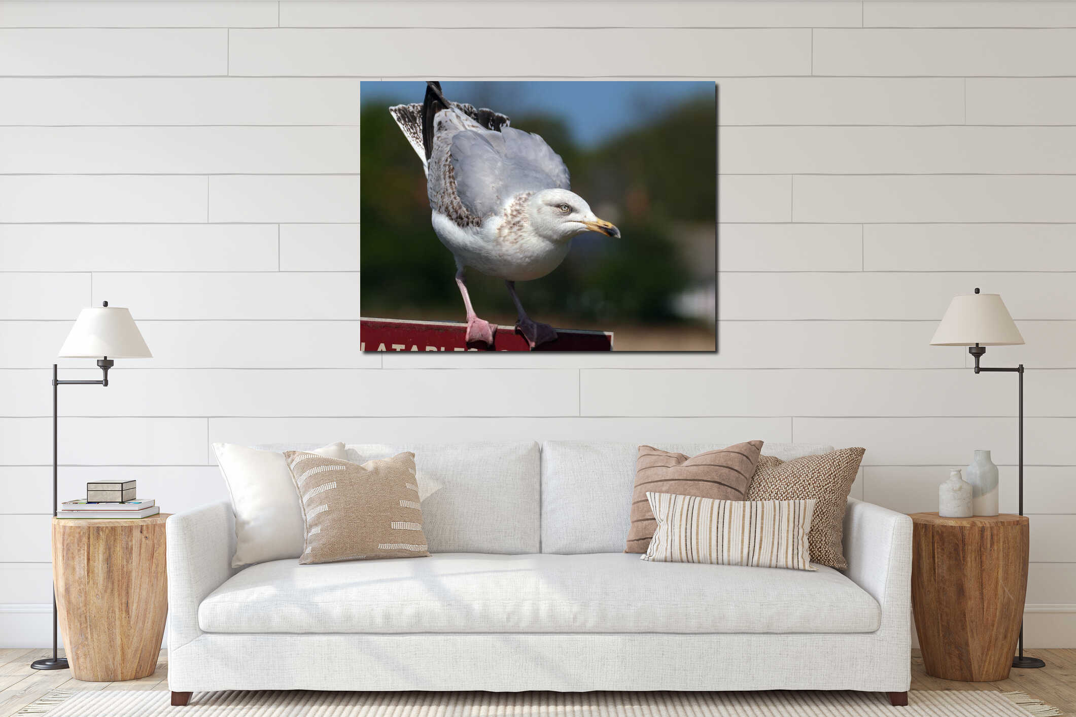 Portrait of young seagull in bright sun looking for food. interior mockup