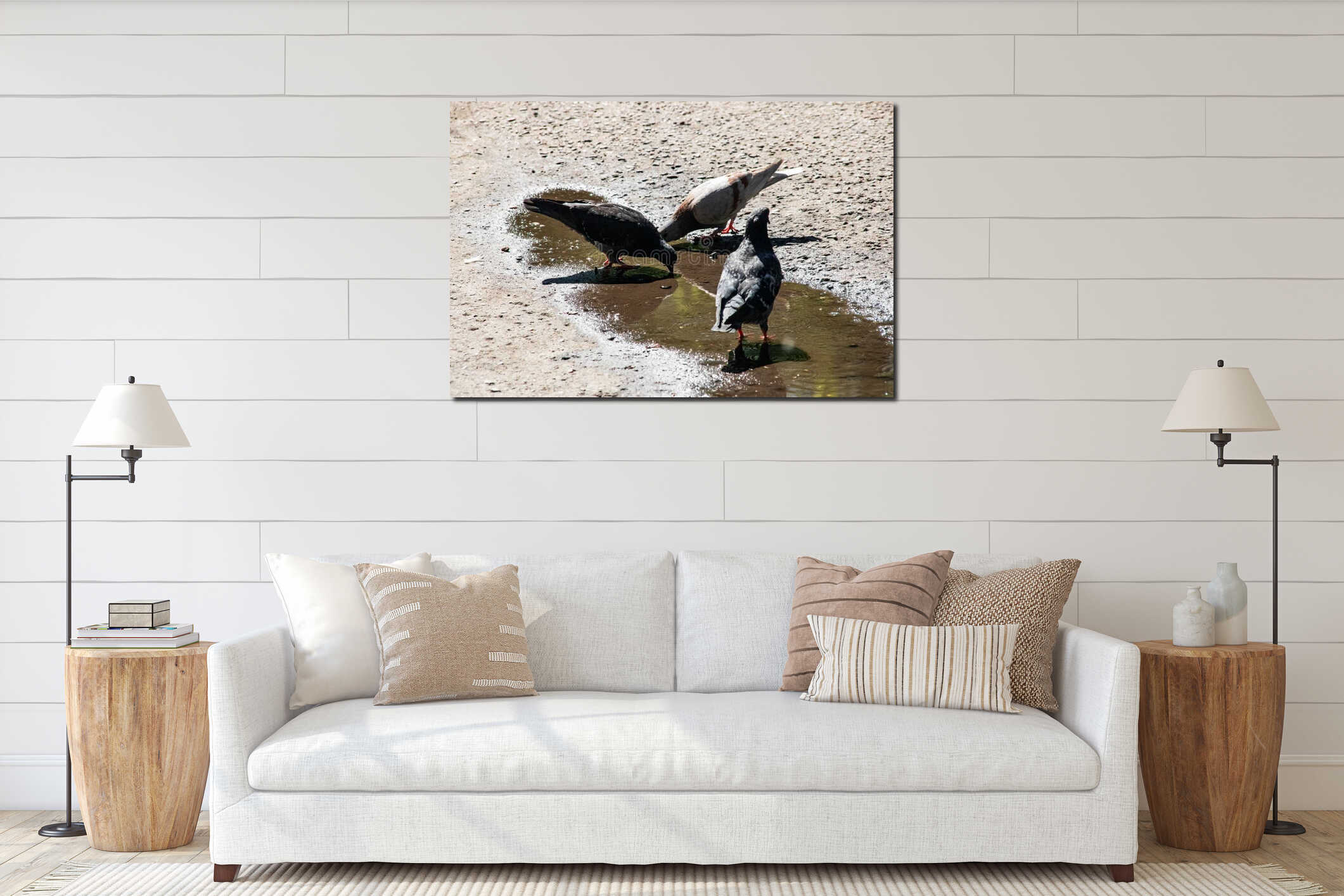 Three gray pigeons drink water in a puddle on the sidewalk interior mockup