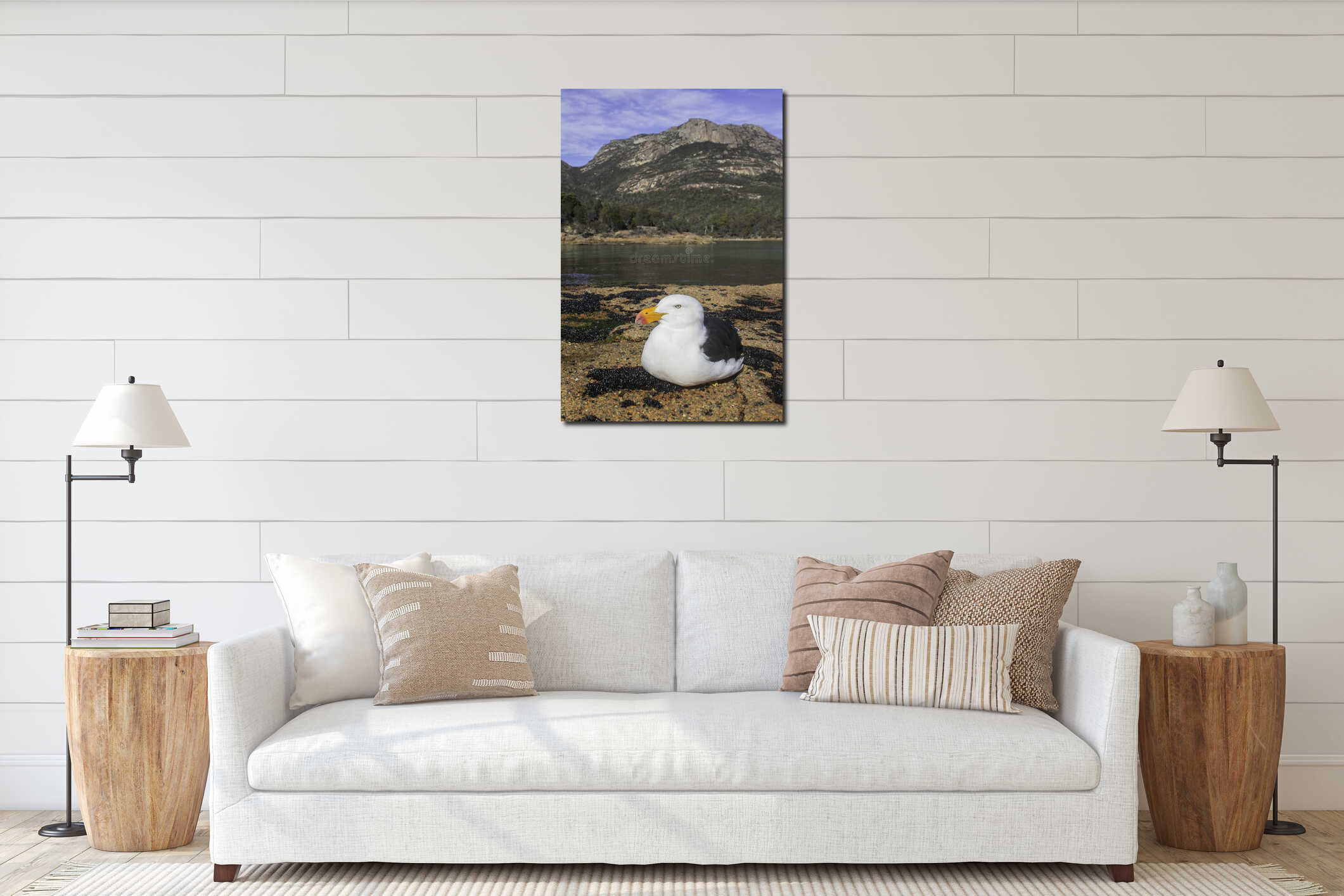 A Pacific Gull sits on rocks in front of Honeymoon Bay and Mt Amos, Hazard Ranges, Freycinet National Park, Tasmania, Australia interior mockup