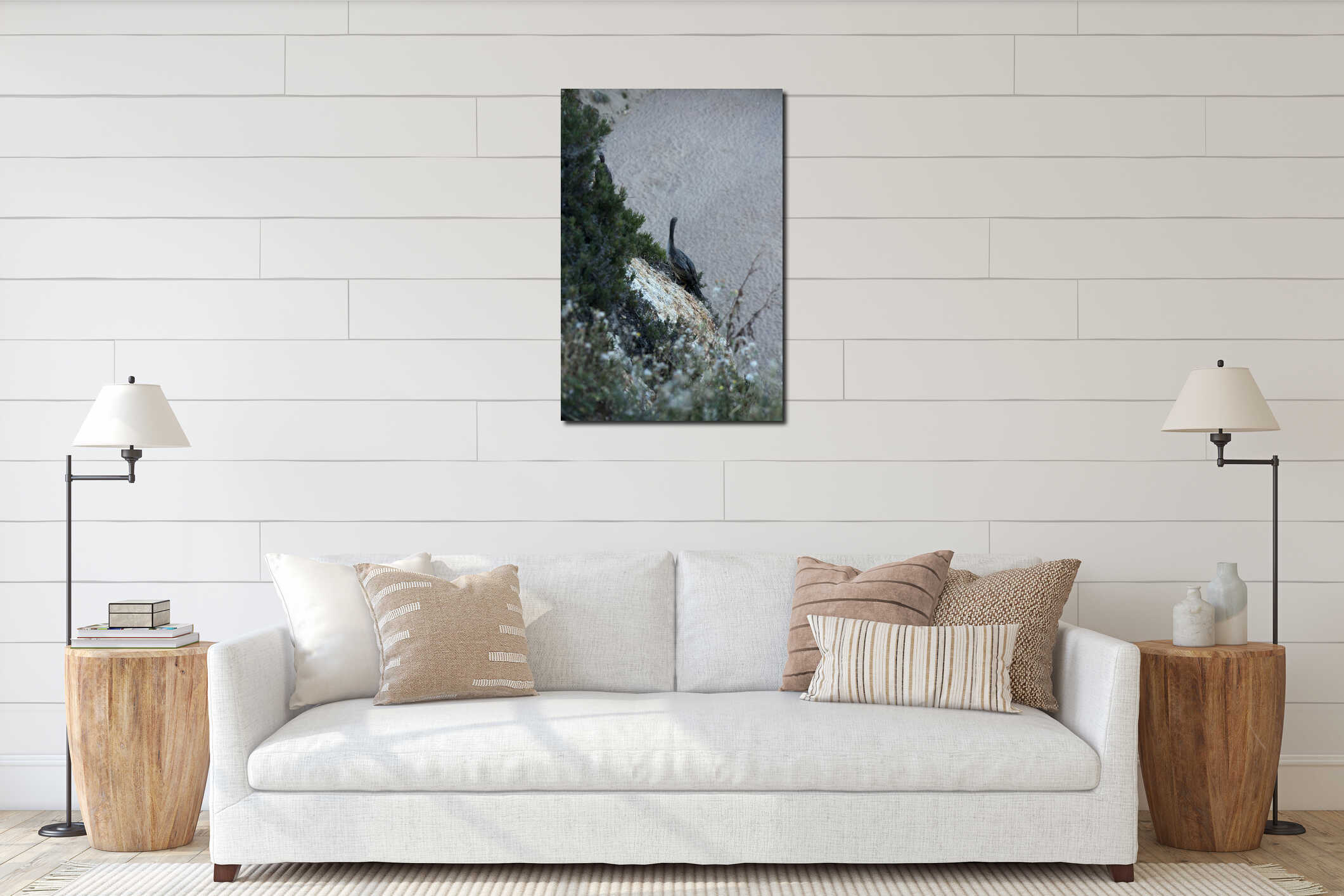 Large birds similar to cormorants cormorants sitting on coastal rocks interior mockup