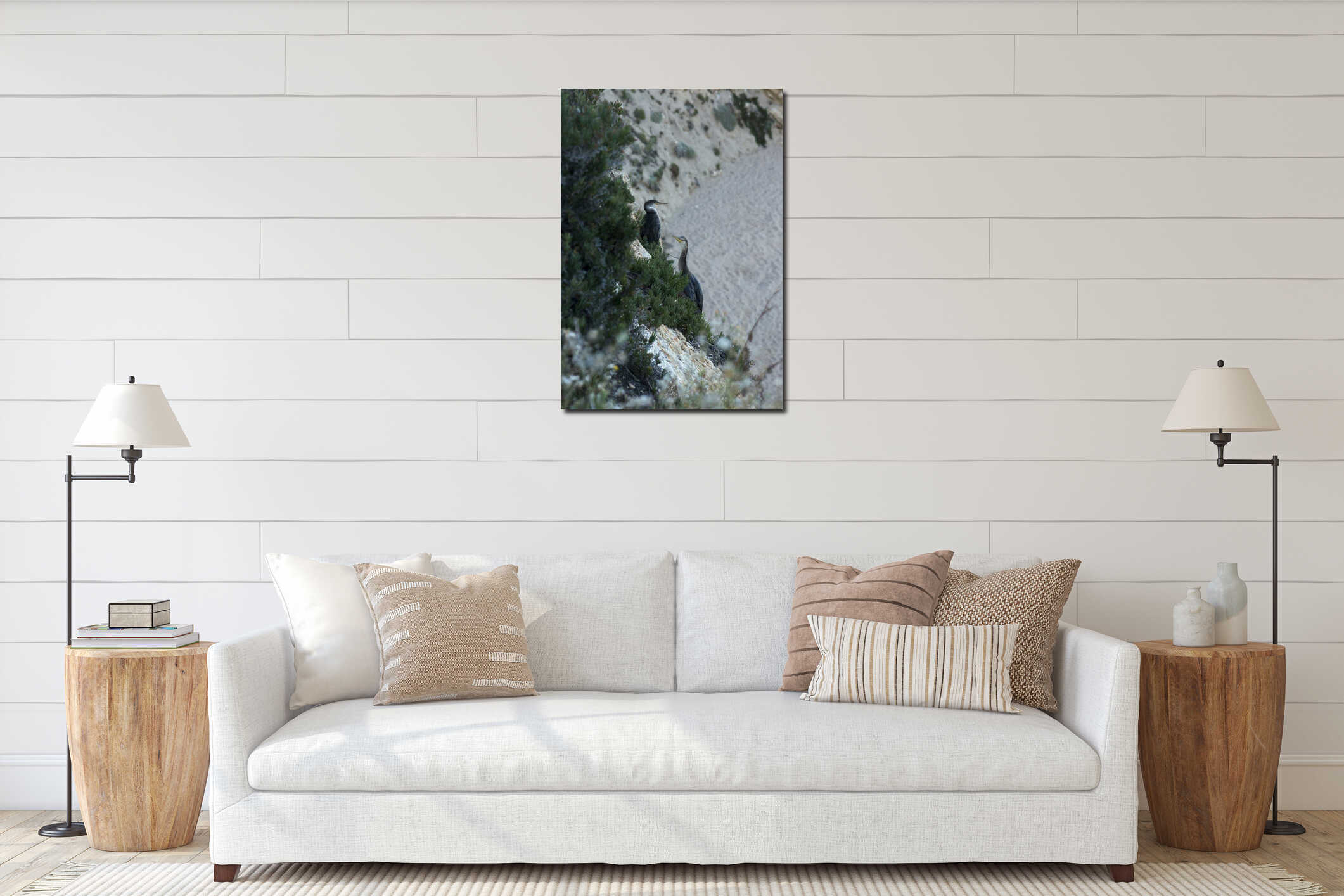 Large birds similar to cormorants cormorants sitting on coastal rocks interior mockup