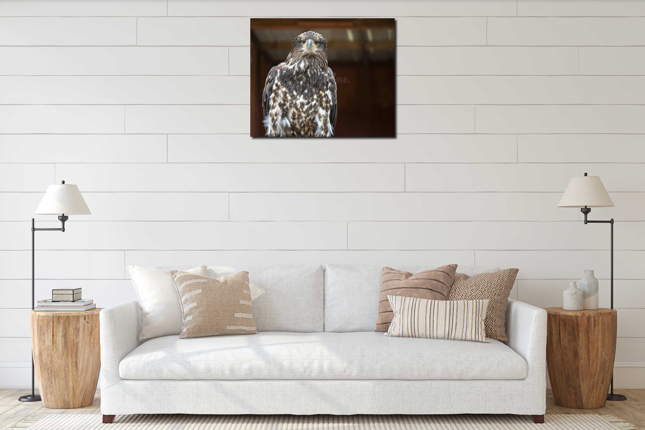 Adorable head and body of a Juvenile Bald eagle gazing into the distance interior mockup