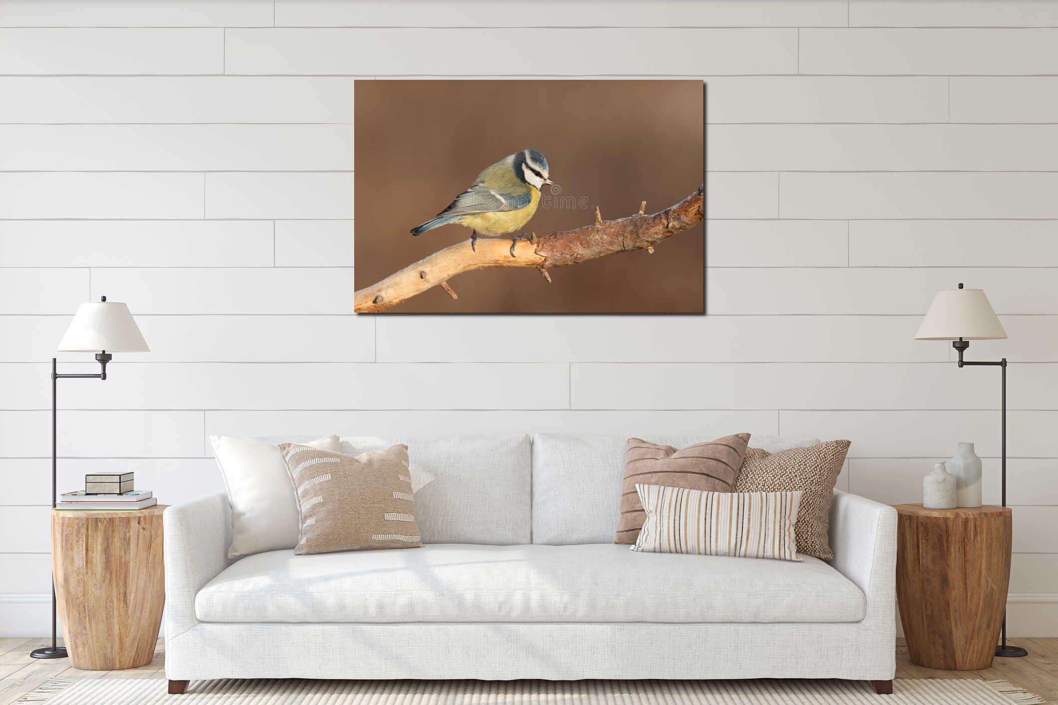 Blue tit bird perched isolated on orange background. copy space interior mockup