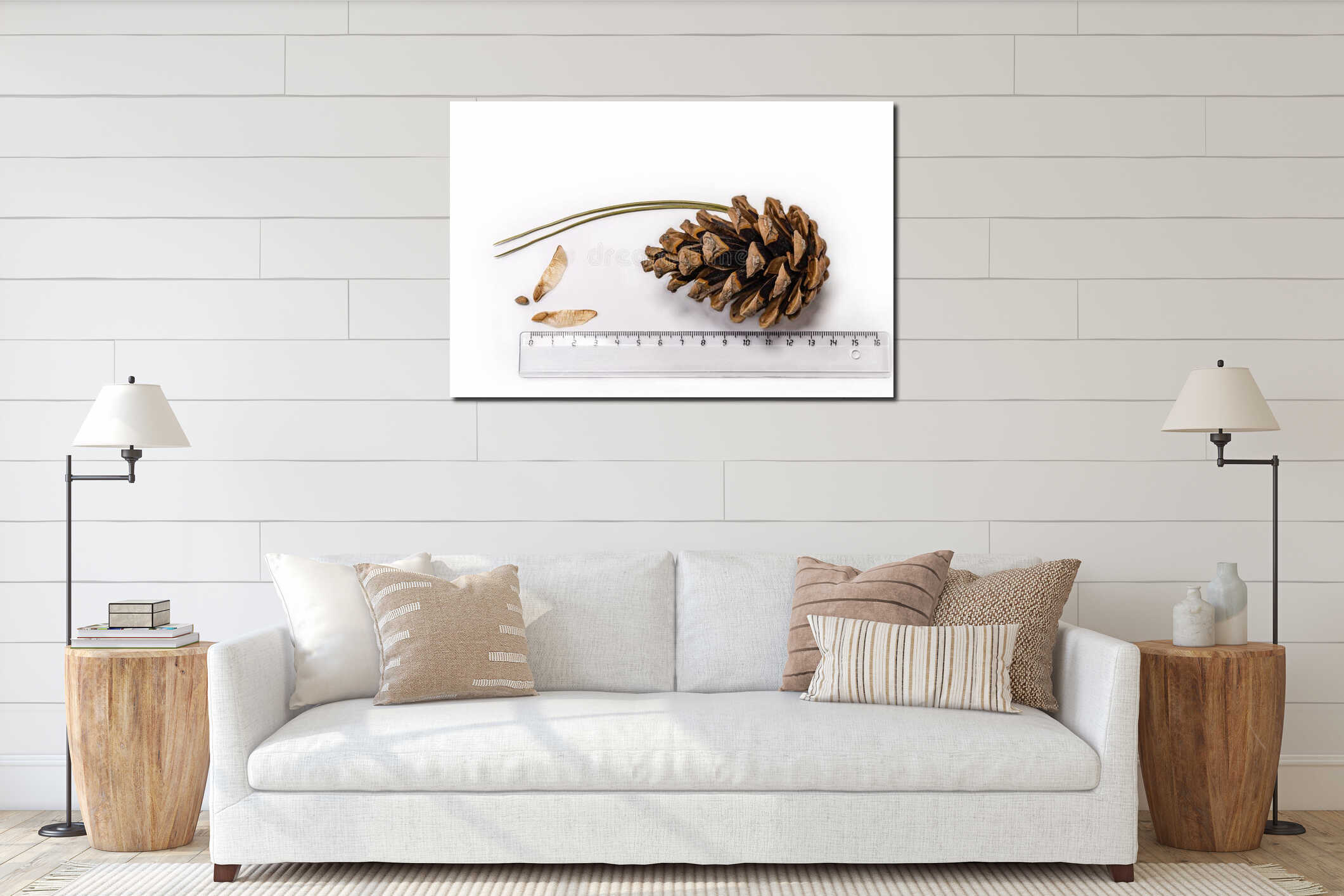 Large brown cone of Pitsunda pine with seeds and transparent on white background. Seeds of Pitsunda pine interior mockup