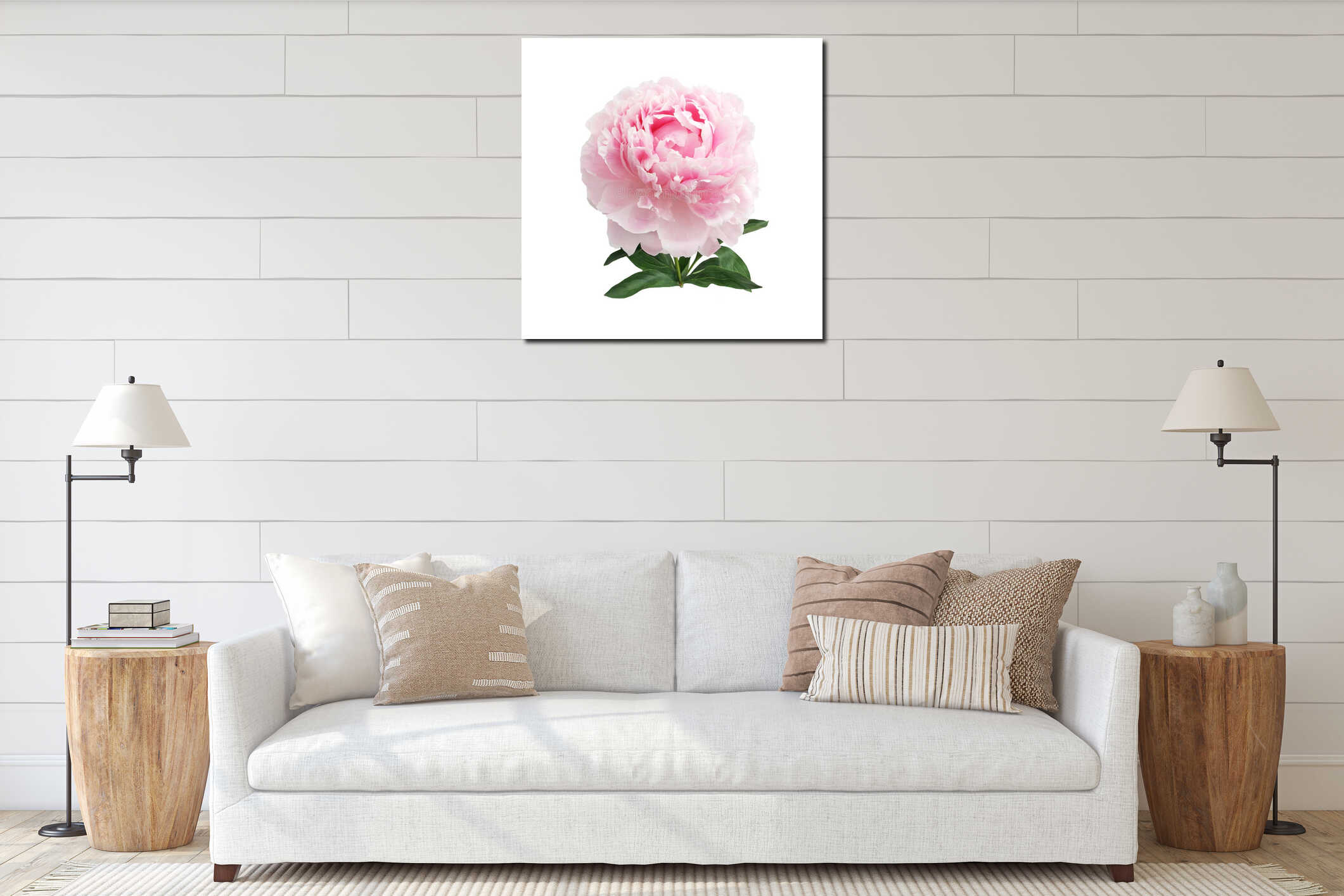 Colorful peonies isolated white in beautiful style. Pink fresh peonies. Spring summer wedding background. interior mockup