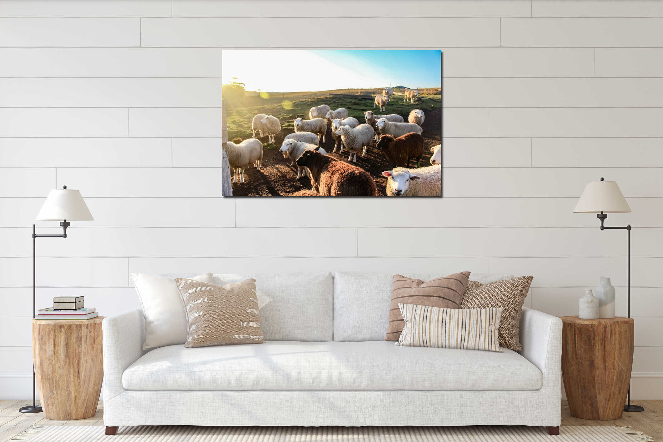 Flock of sheeps togheter white and brown sunlight interior mockup