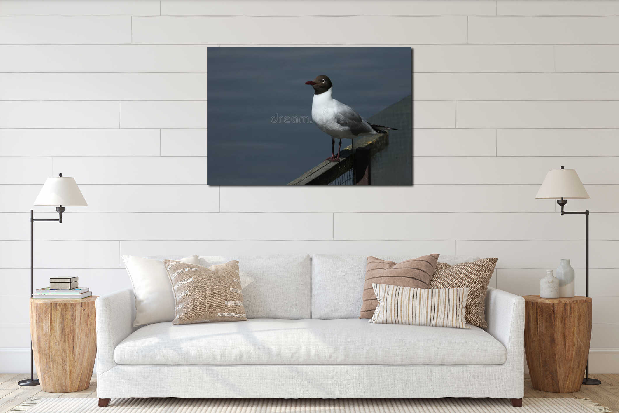 A Black-headed Gull, Chroicocephalus ridibundus, perching on a fence at the edge of a lake in spring. interior mockup