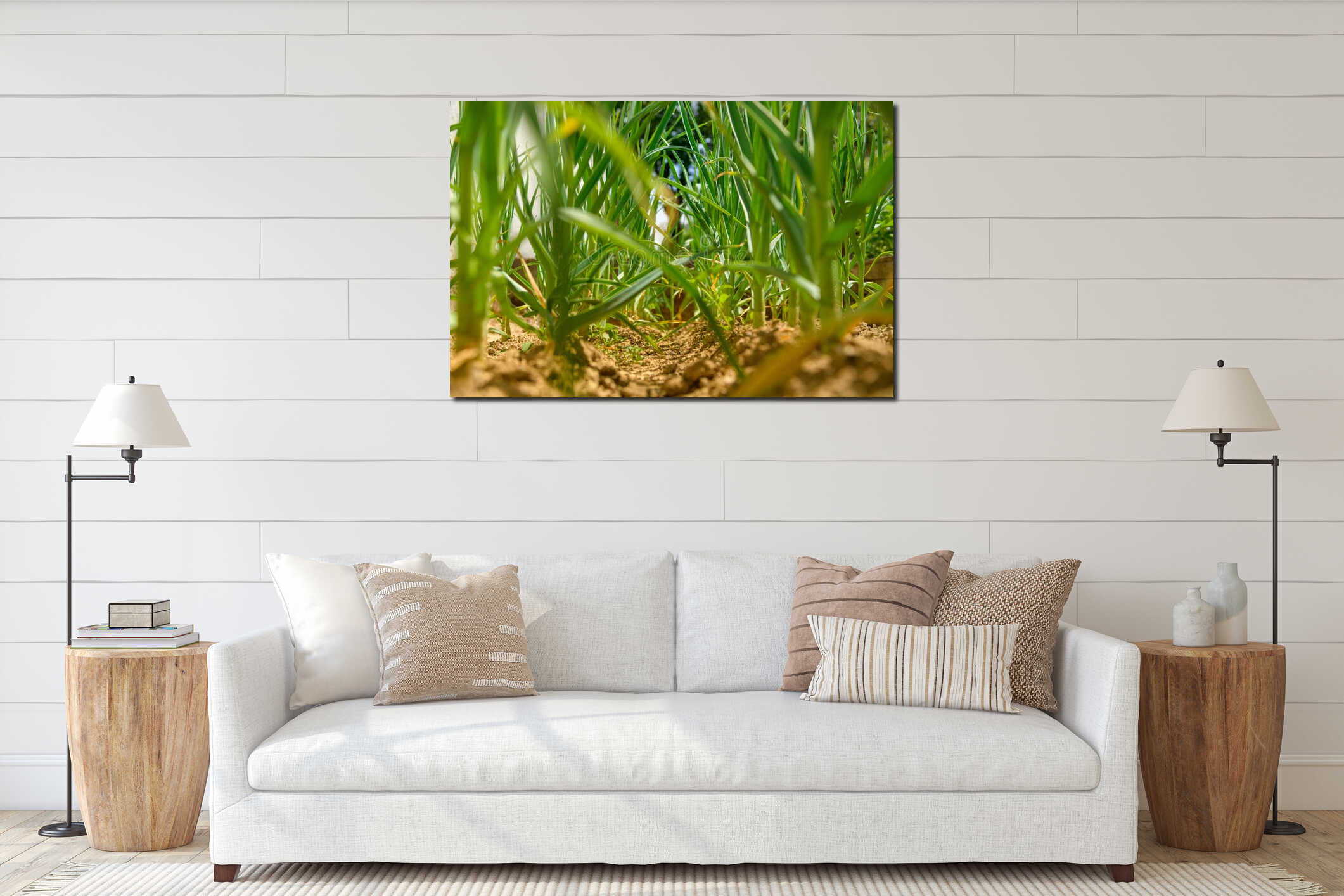 Low angle shot of an onion field. Young green sprouts of onions. Homegrown produce, sustainable living, organic healthy eating. interior mockup