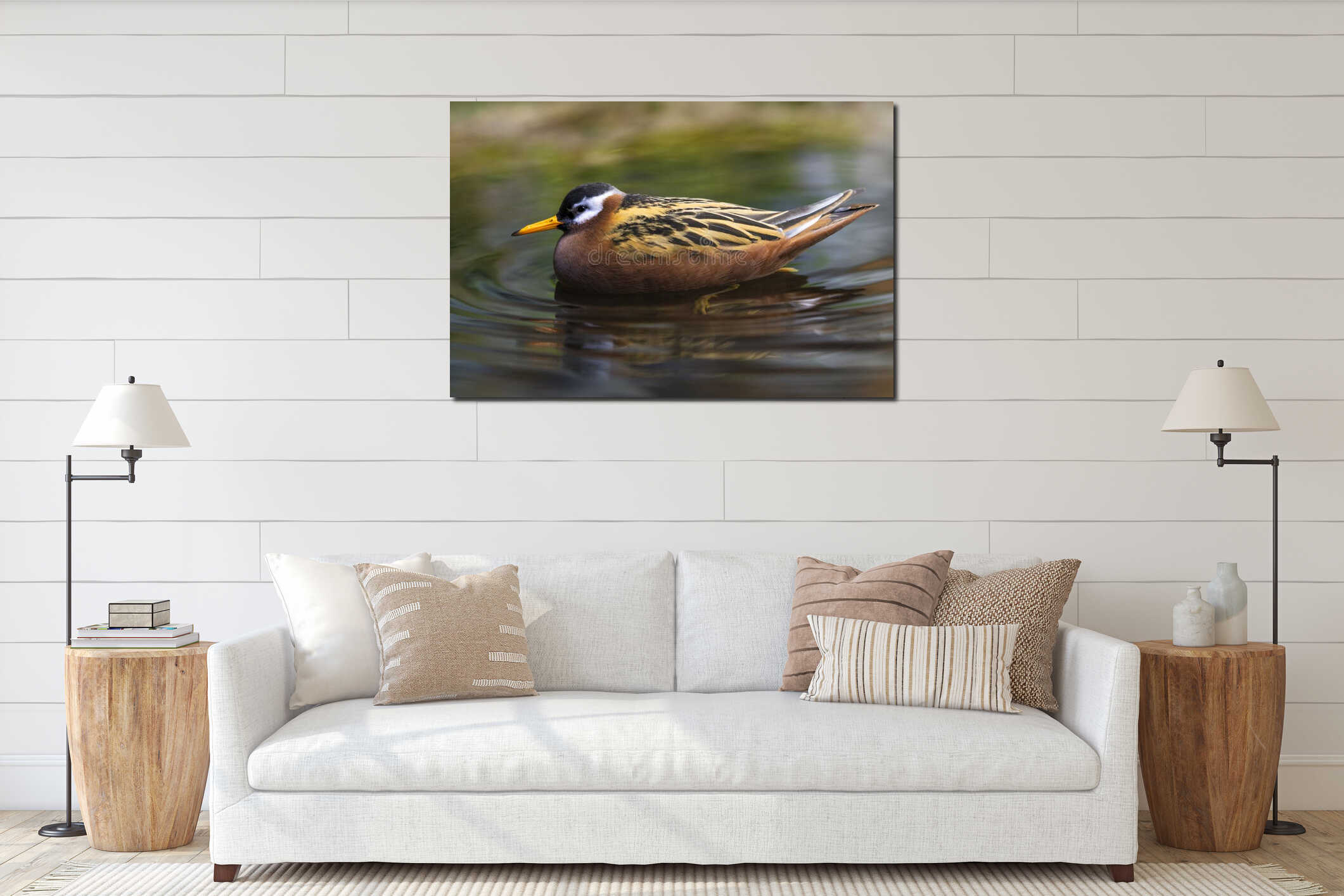 Red Phalarope swimming in the lake interior mockup