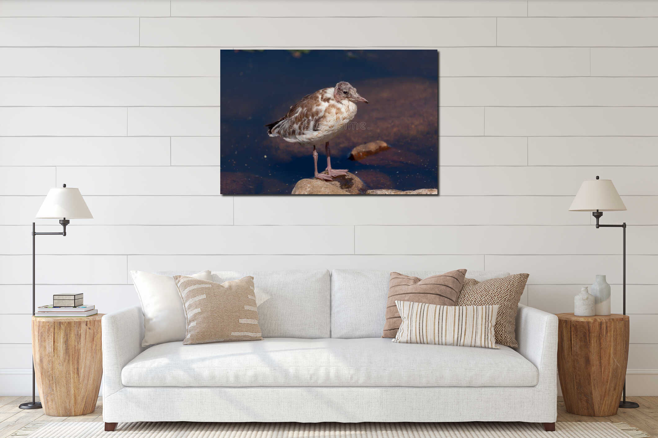 Juvenile gull during feather change stands on a stone interior mockup