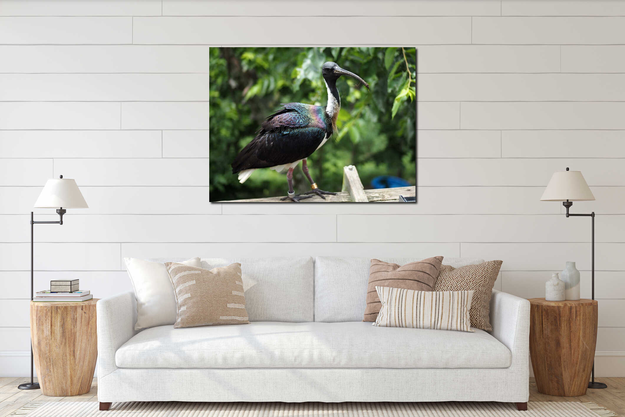 Closeup shot of a black ibis bird perched on a wooden fence interior mockup