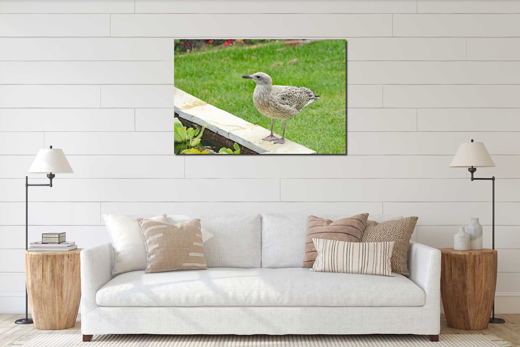 Immature Urban Seagull visiting a garden pond in Kent, England. interior mockup