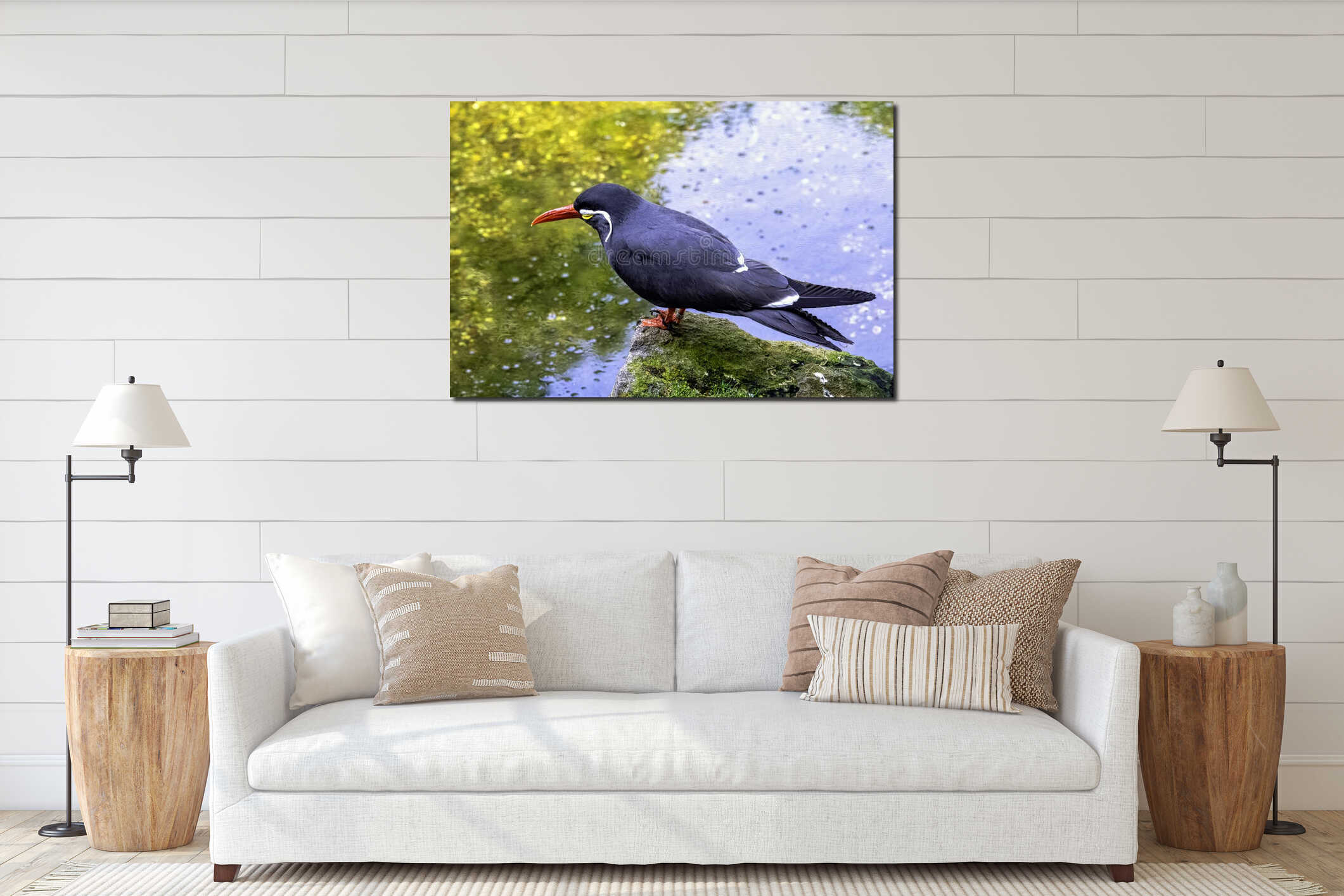 Inca tern / Larosterna inca with uniquely plumaged interior mockup