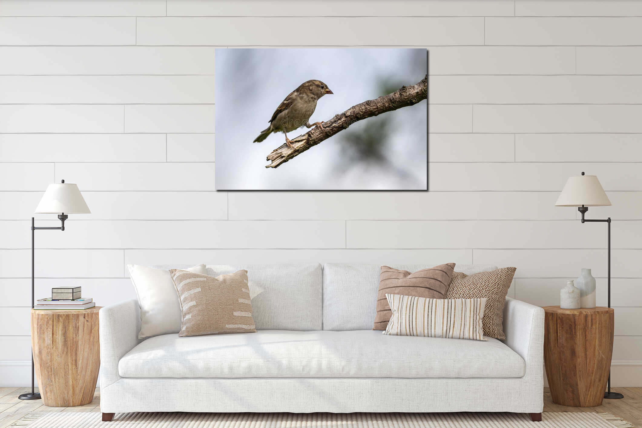 Hedge sparrow or Dunnock, Prunella modularis interior mockup