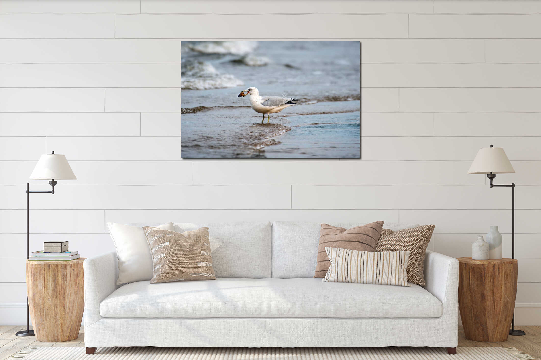Ring Bill Seagull standing in the water on a beach with large clam in it`s beak interior mockup