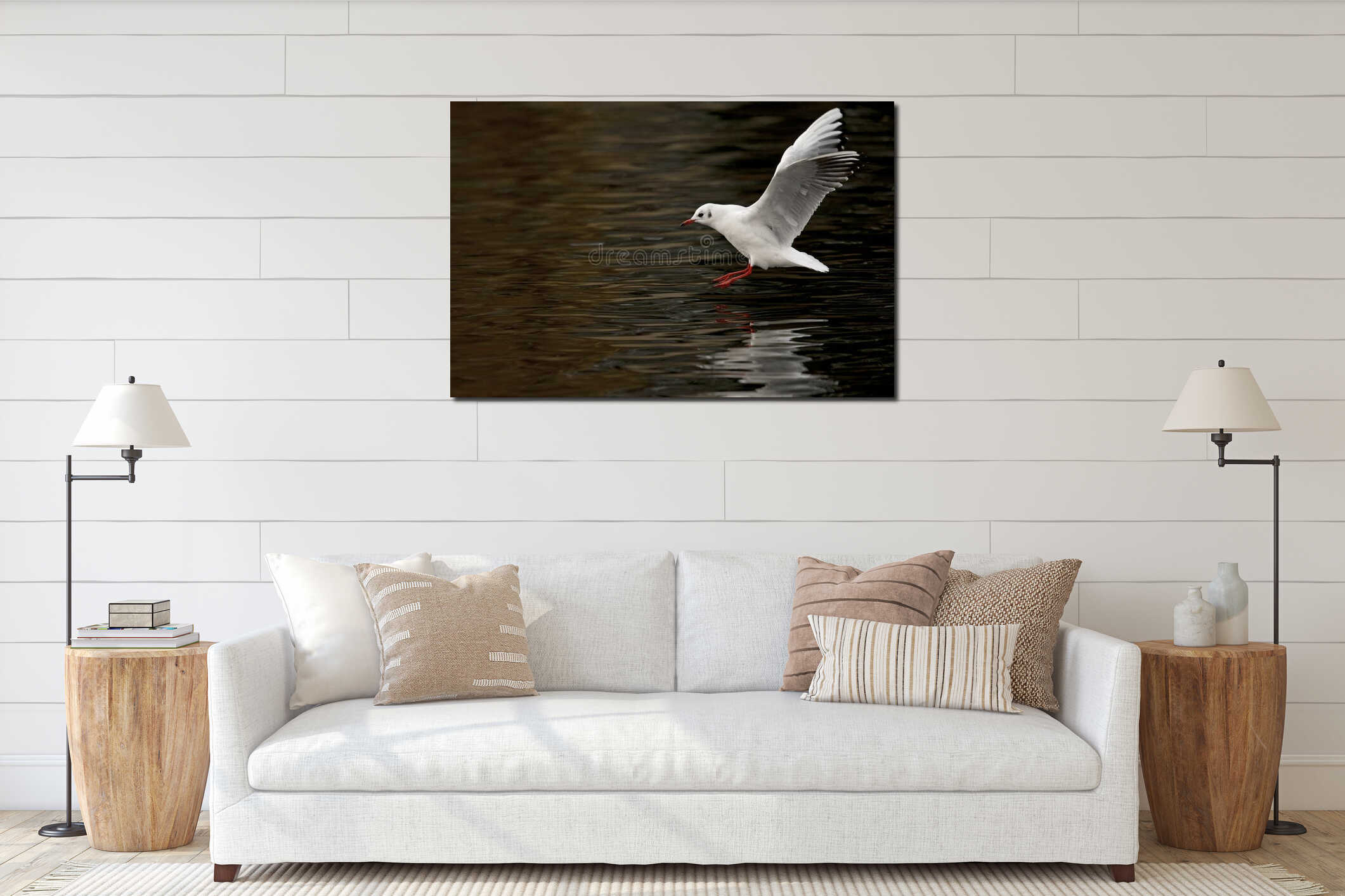 A black-headed gull Chroicocephalus ridibundus touching down in a lake. interior mockup