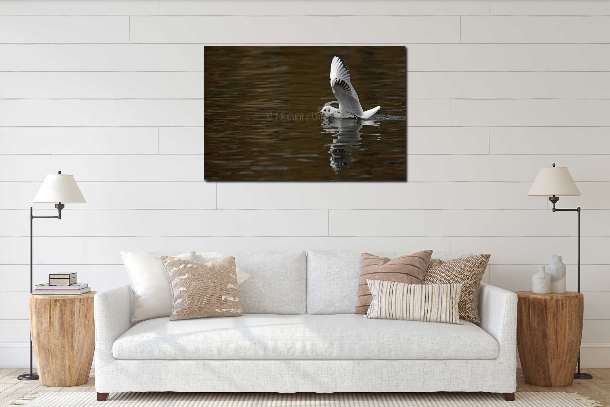A black-headed gull Chroicocephalus ridibundus touching down in a lake. interior mockup