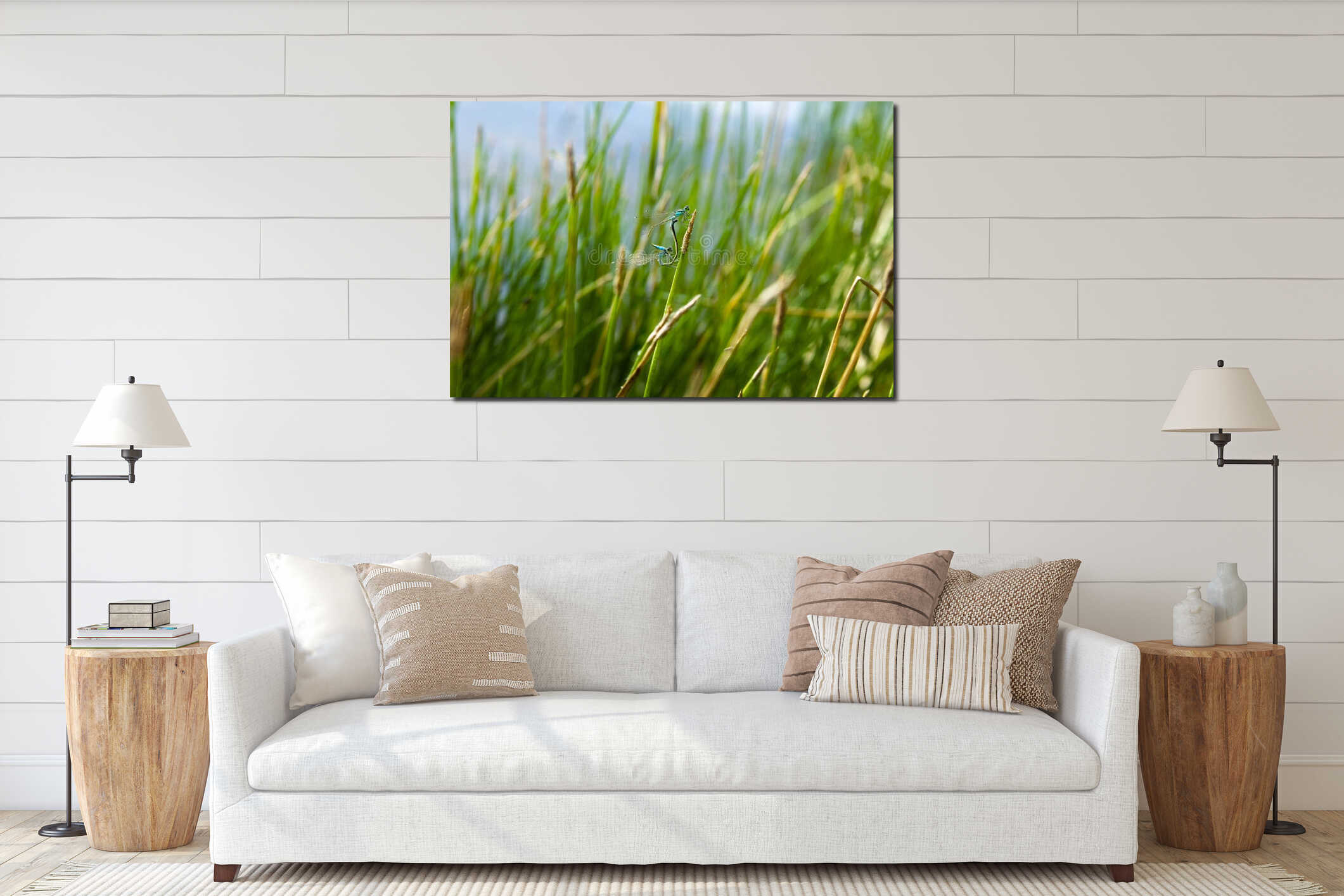 White-legged damselfly. Blue featherleg dragonfly. Platycnemis pennipes. Two males. Blurred nature background outdoors. Windy day interior mockup