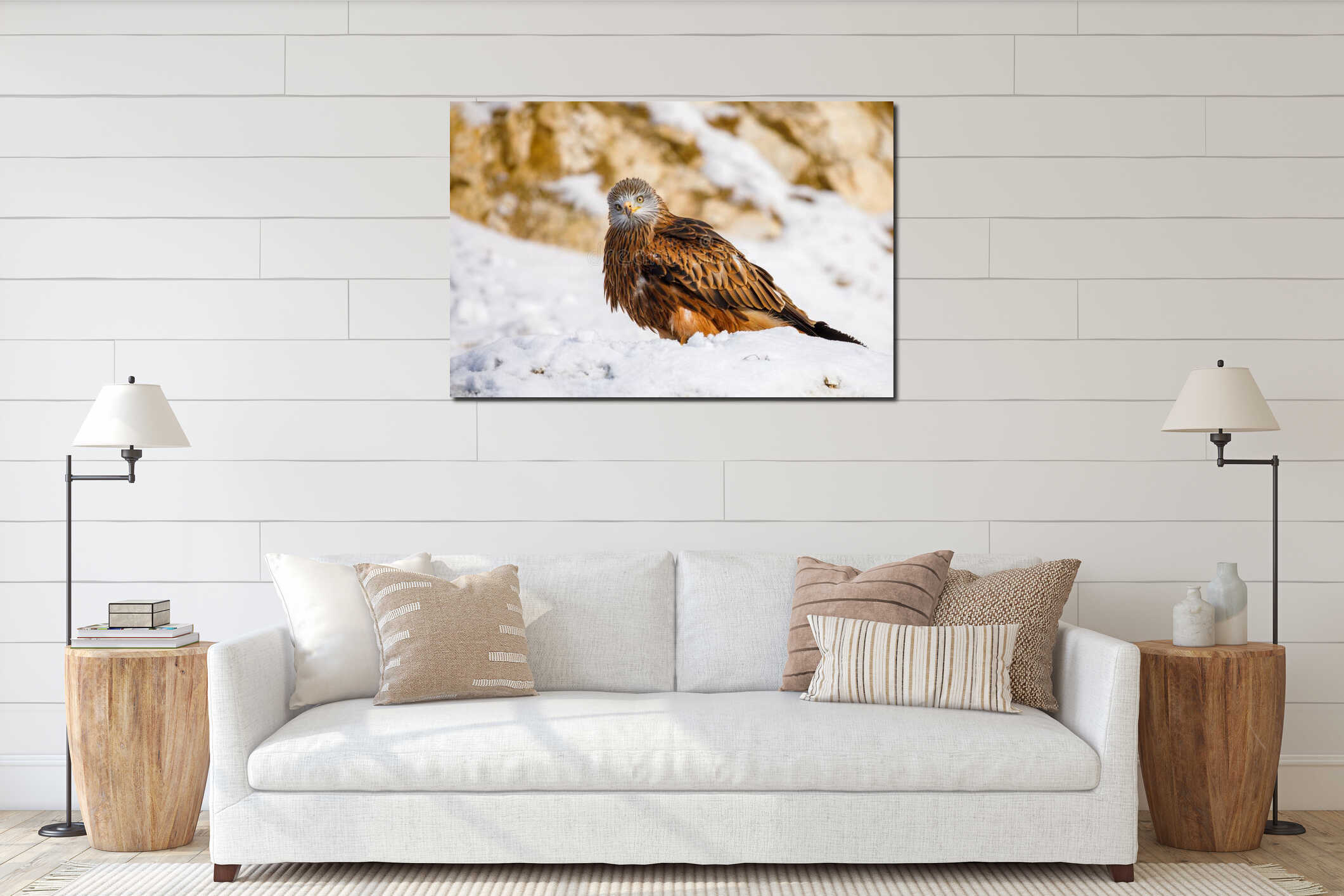 Red kite, Milvus milvus, perched on snowy rock in sunny cold day. Endangered bird of prey with red feather. interior mockup