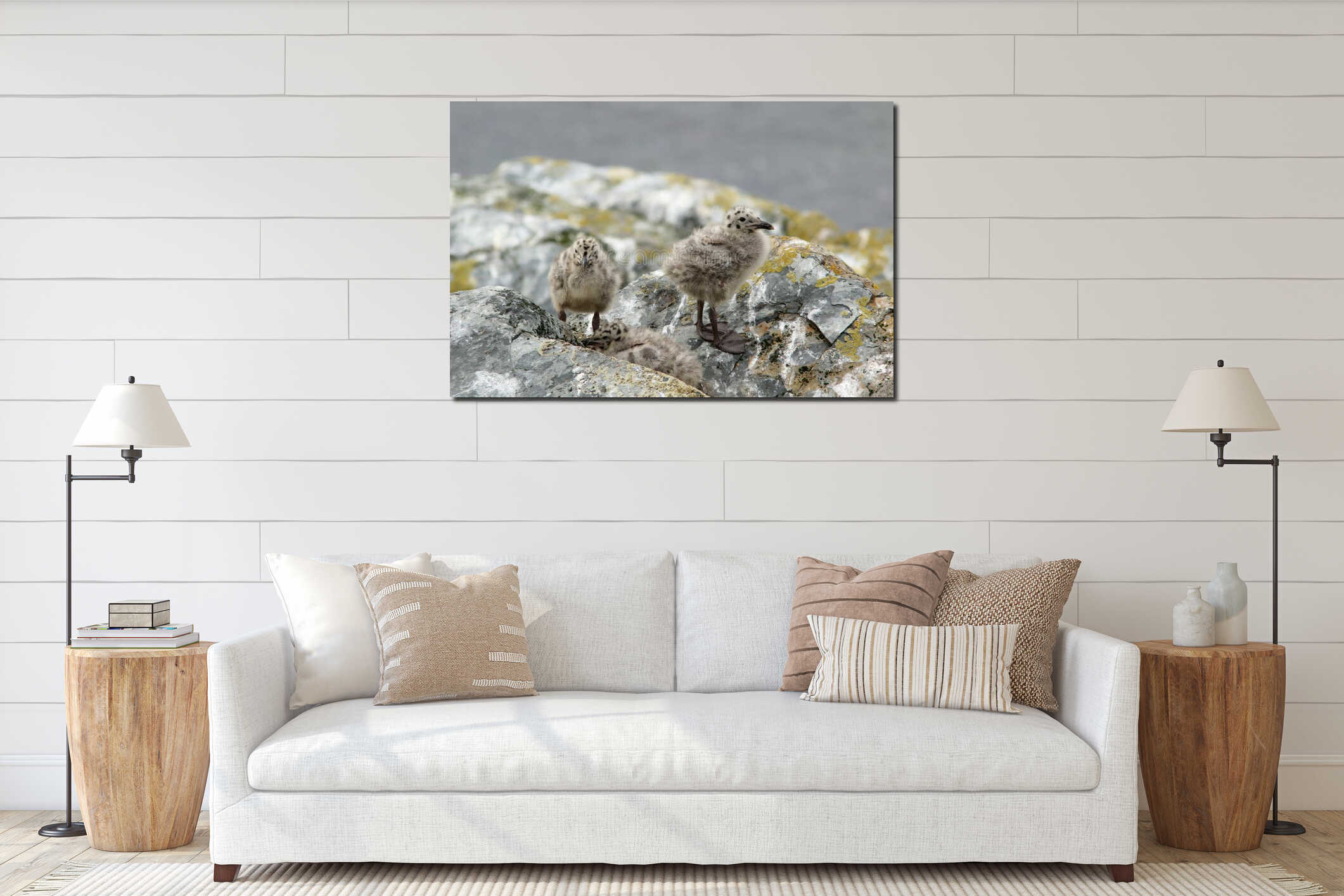 Two seagull chicks standing on the rocks at their nest site interior mockup