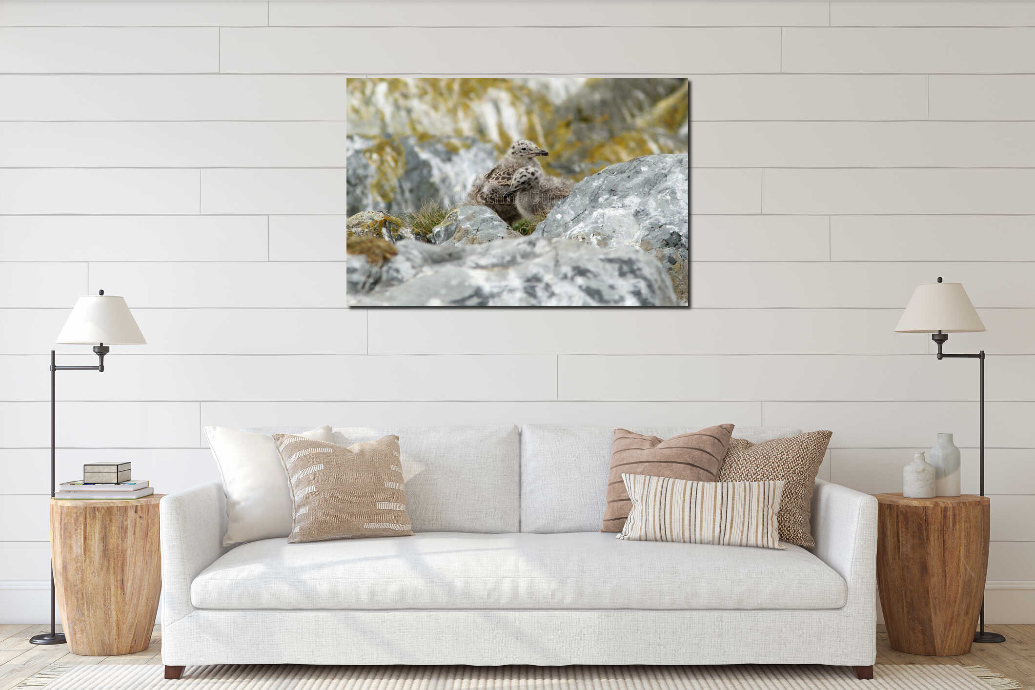 Two seagull chicks standing between the rocks at their nest site interior mockup