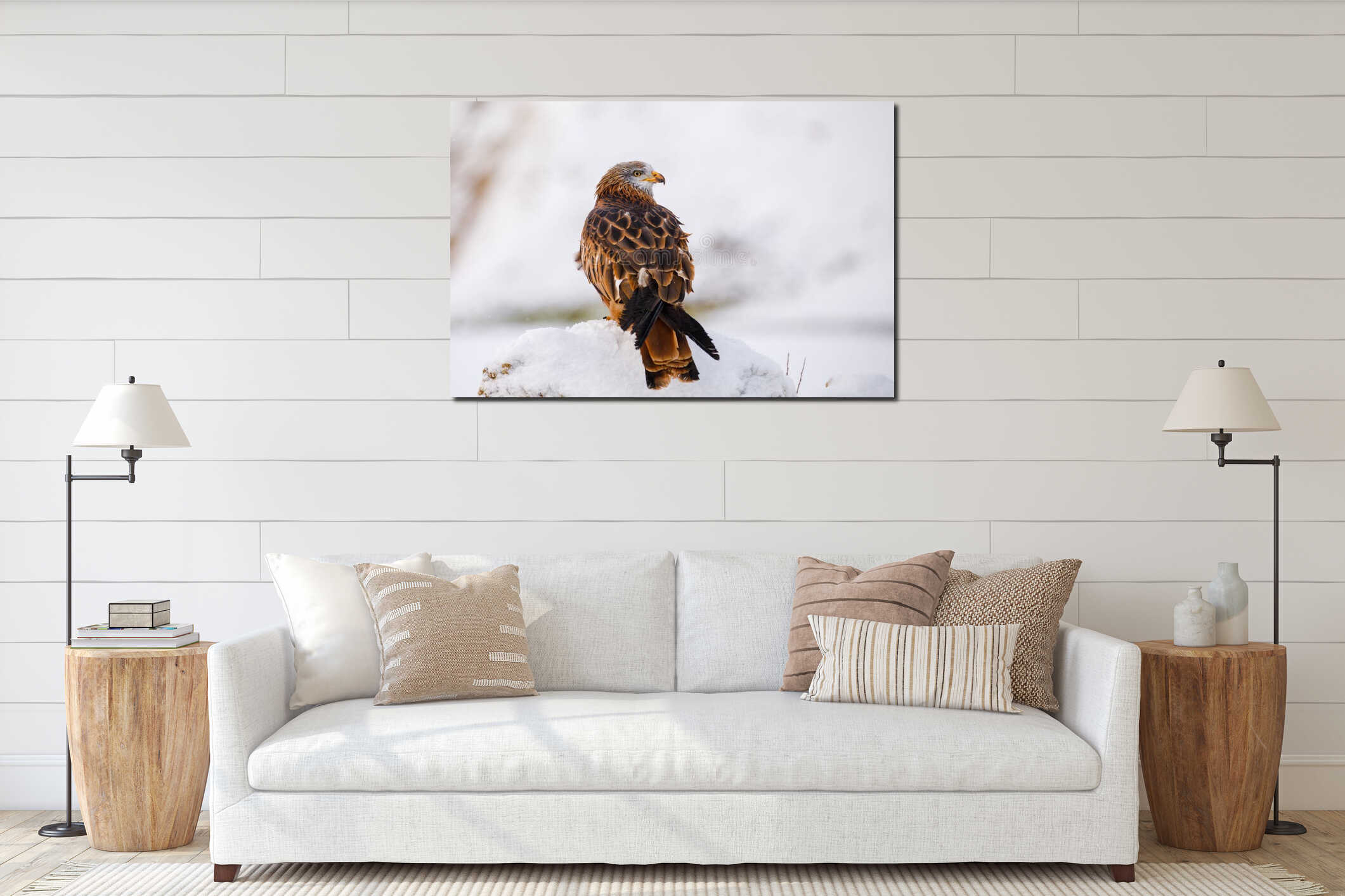 Red kite, Milvus milvus, perched on snowy rock in cold day. Endangered bird of prey with red feather. interior mockup