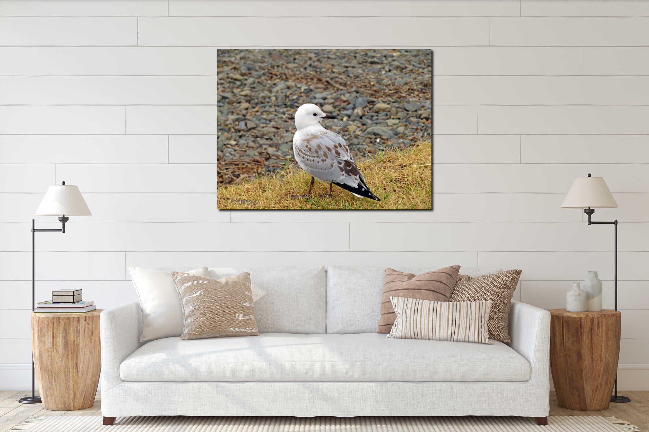 Close-up shot of a Juvenile gull standing on seashore in summer in Auckland, New Zealand interior mockup