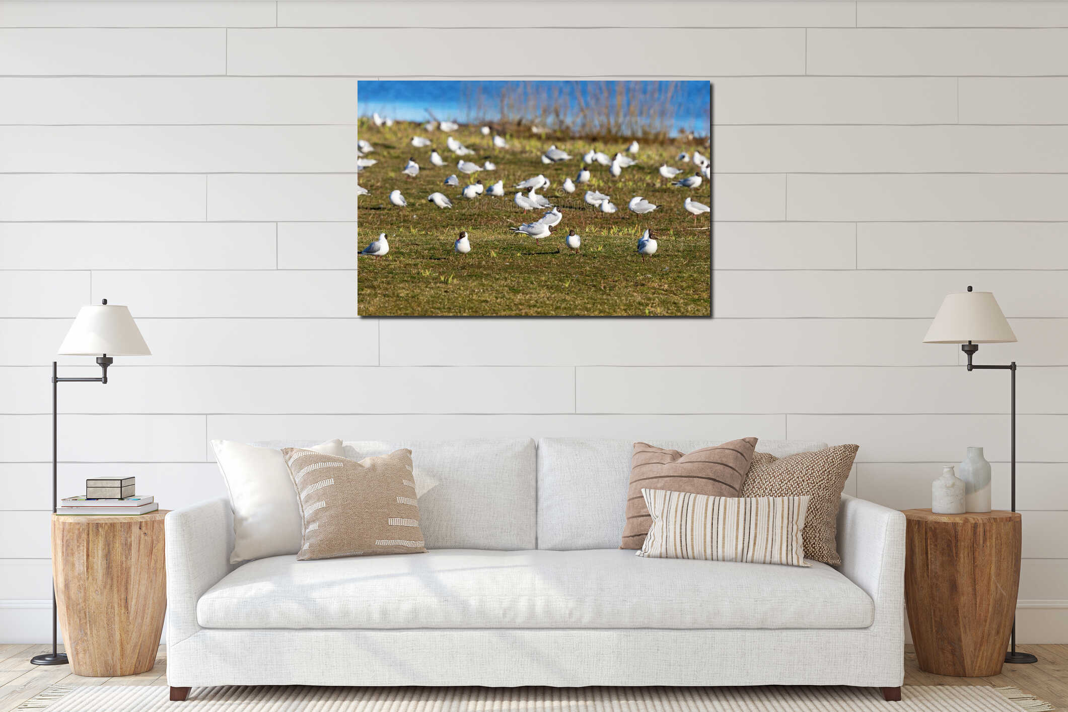 Black-headed gull that rest on a grass meadow in spring interior mockup