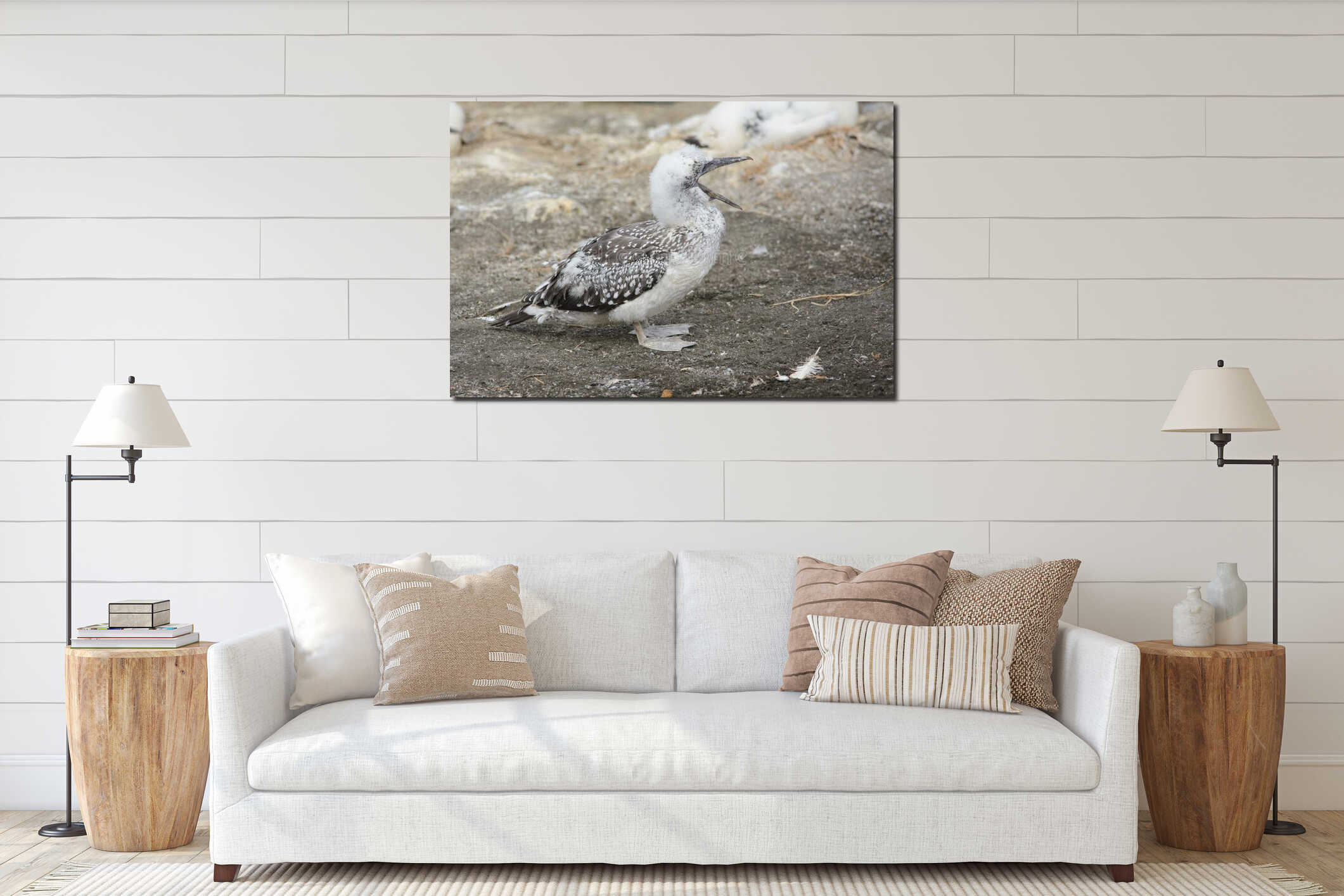 Young Australian Gannet interior mockup