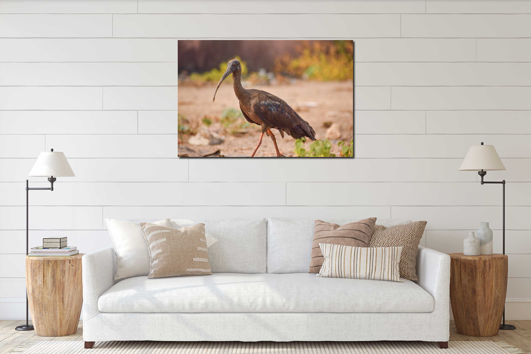 Closeup shot of brown ibis bird walking interior mockup
