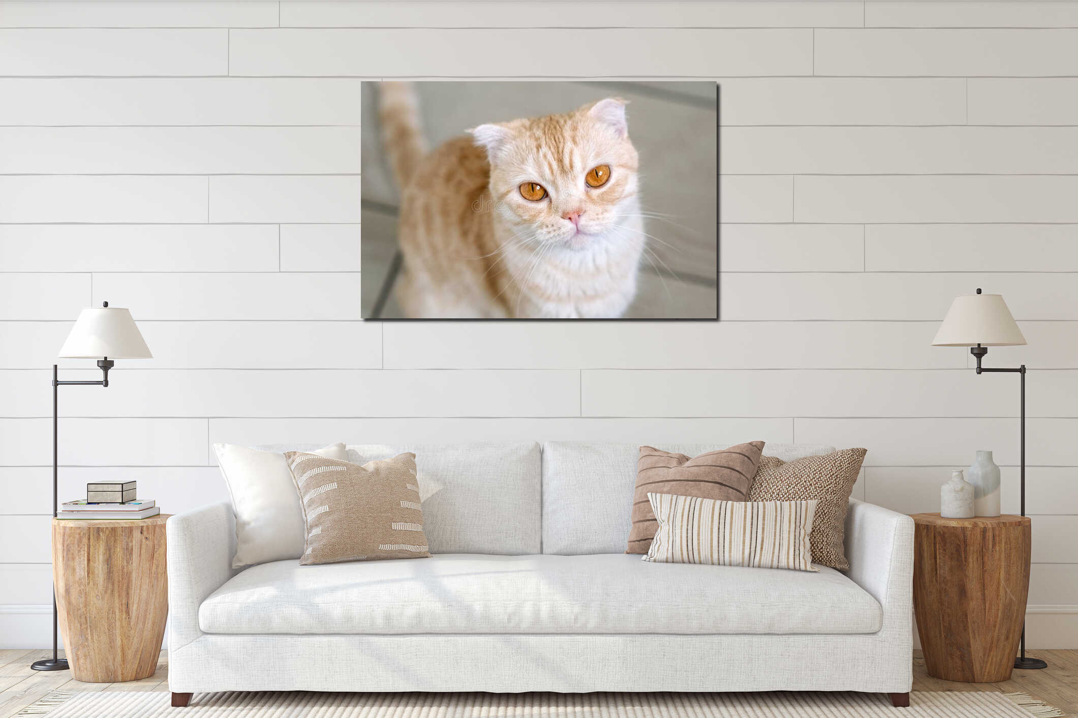 Hungry sad tabby Scottish fold cat with orange eyes looking up and waiting for food interior mockup
