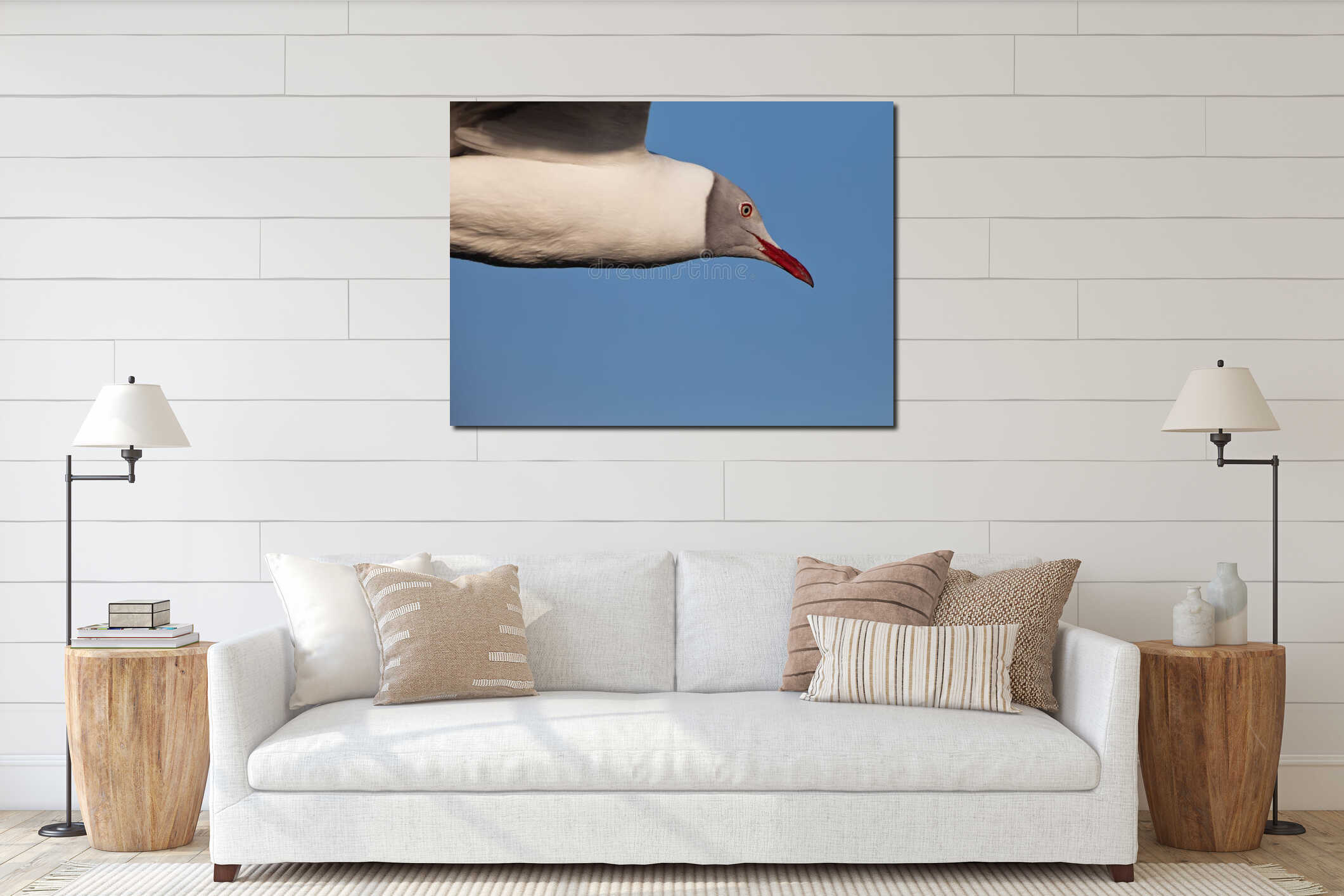 Grey-headed Gull portrait interior mockup