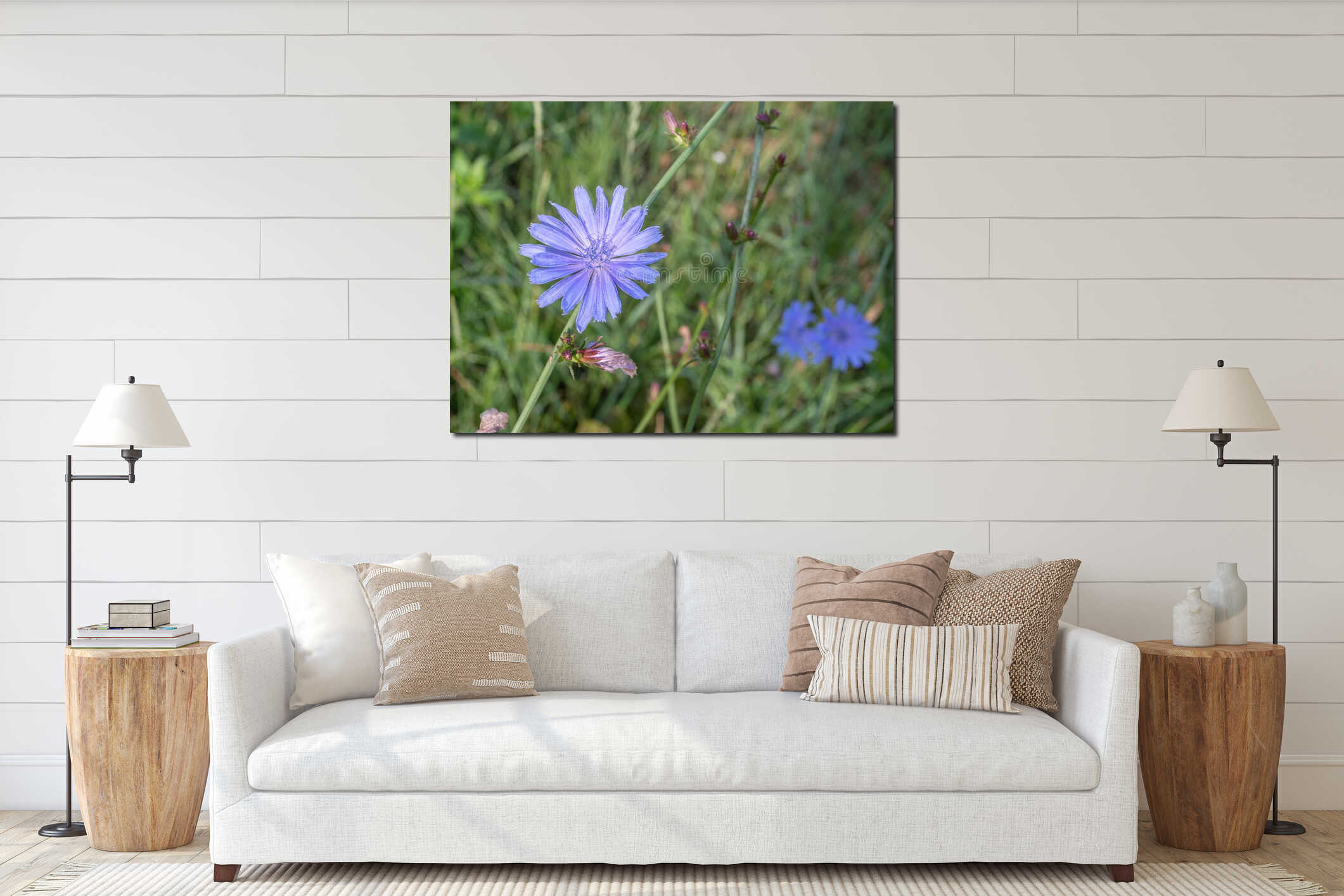 Chicory plant in blossom. Beautiful blue flowers close up. Nature background interior mockup