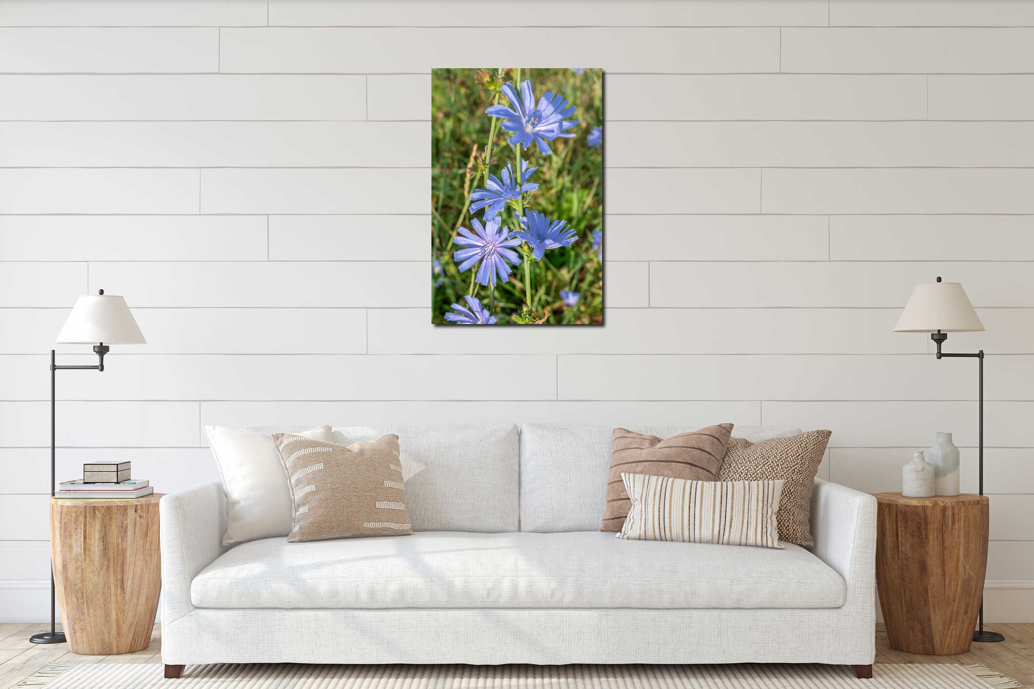 Chicory plant in blossom. Beautiful blue flowers close up. Nature background interior mockup