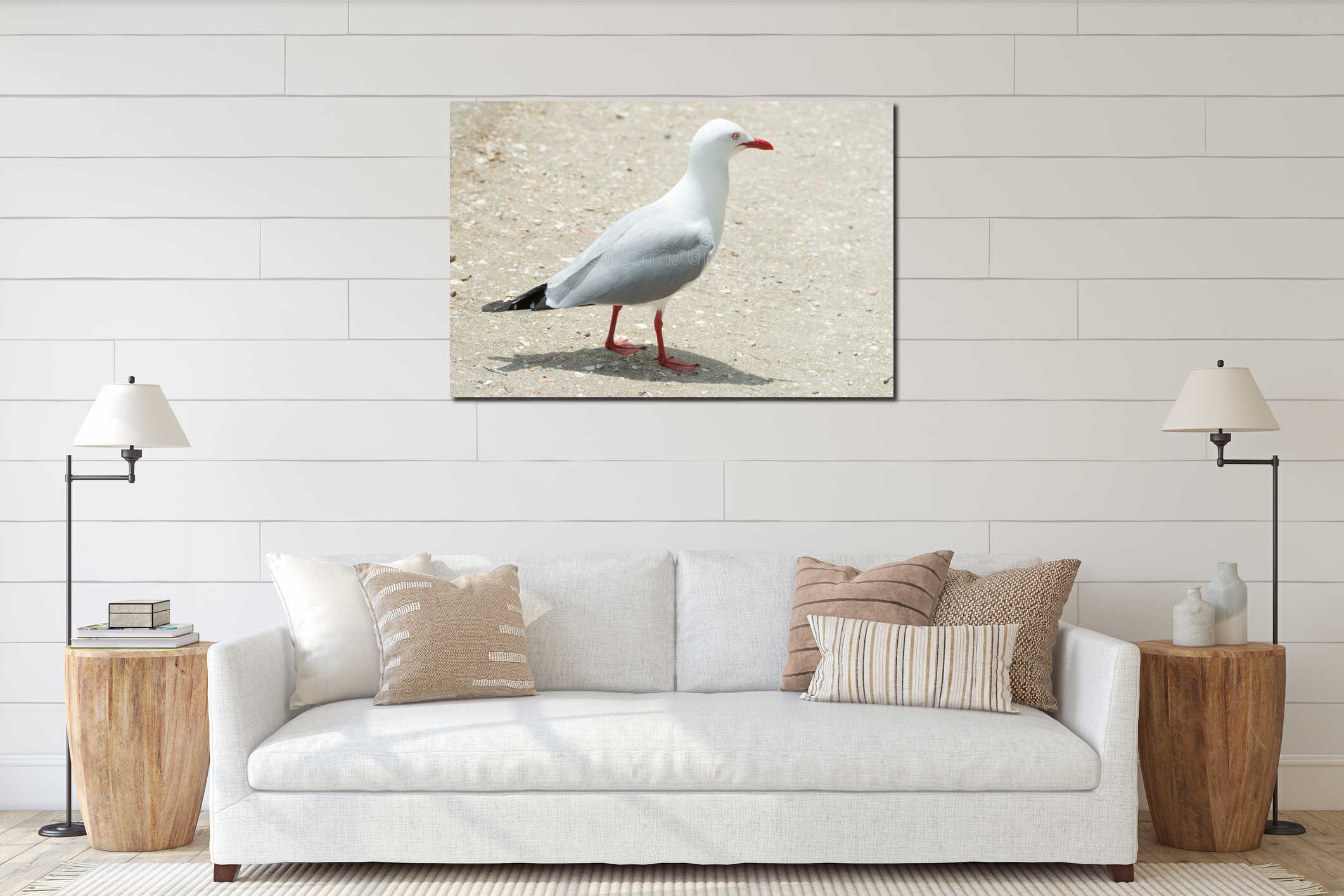 Red-billed seagull with red circle around eyes and red legs, New Zeeland interior mockup