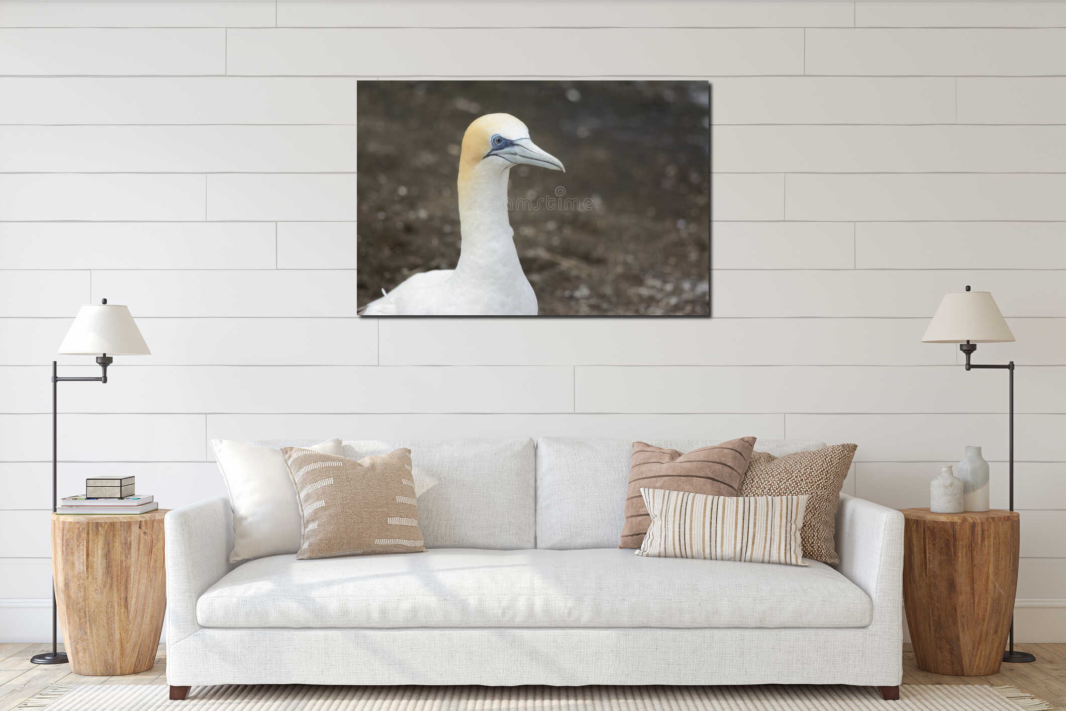 Australian Gannet portrait interior mockup