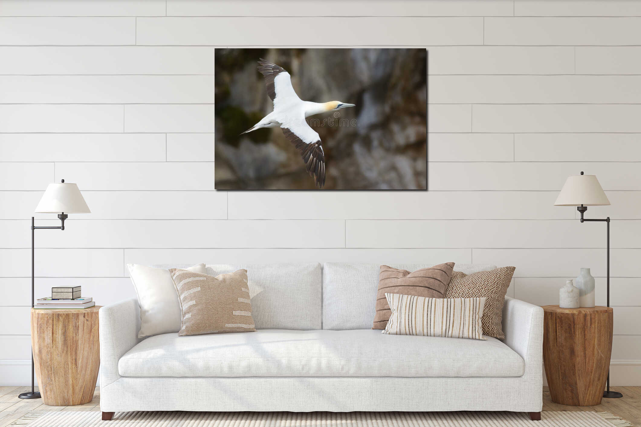 Australian gannet flight portrait interior mockup