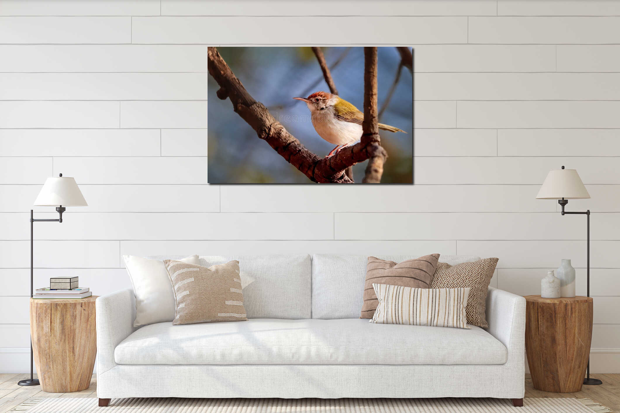 Closeup of the common tailorbird (Orthotomus sutorius) perched on a branch during the daytime interior mockup