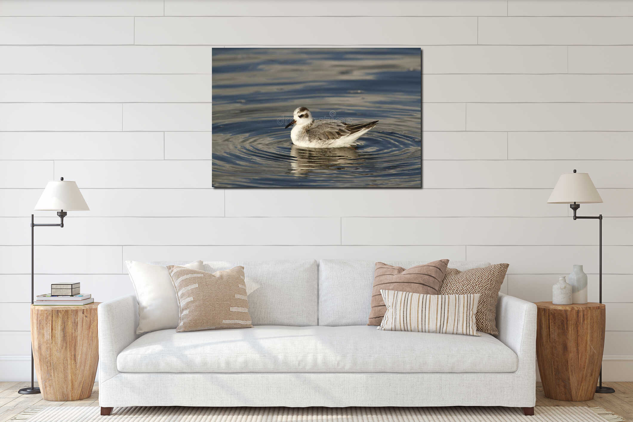 Close up of a nonbreeding Red Phalarope on water interior mockup