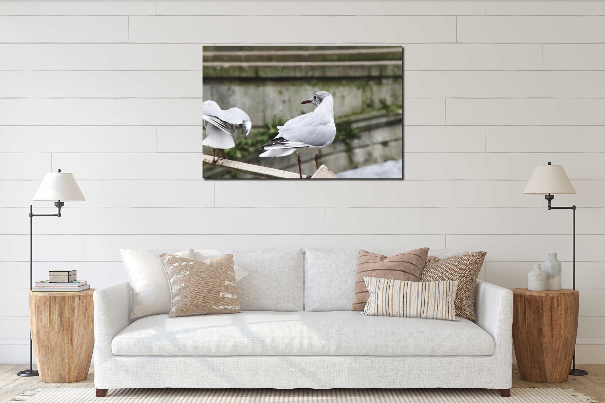 Black headed gull looking towards other gulls interior mockup