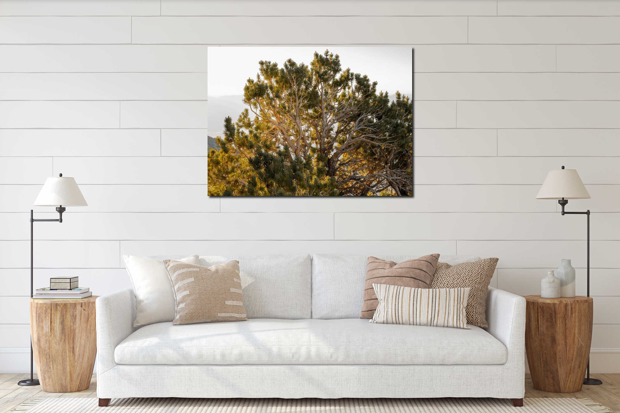 Backlit Tree Glows Orange In Morning Light interior mockup